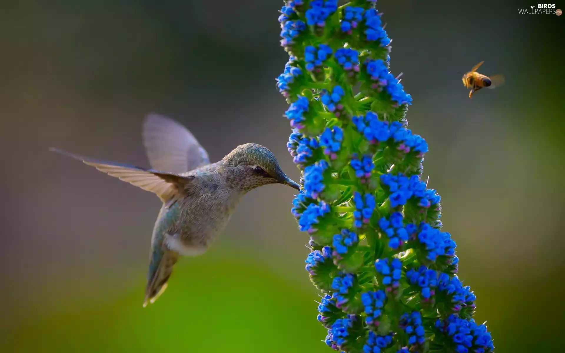 humming-bird, bee
