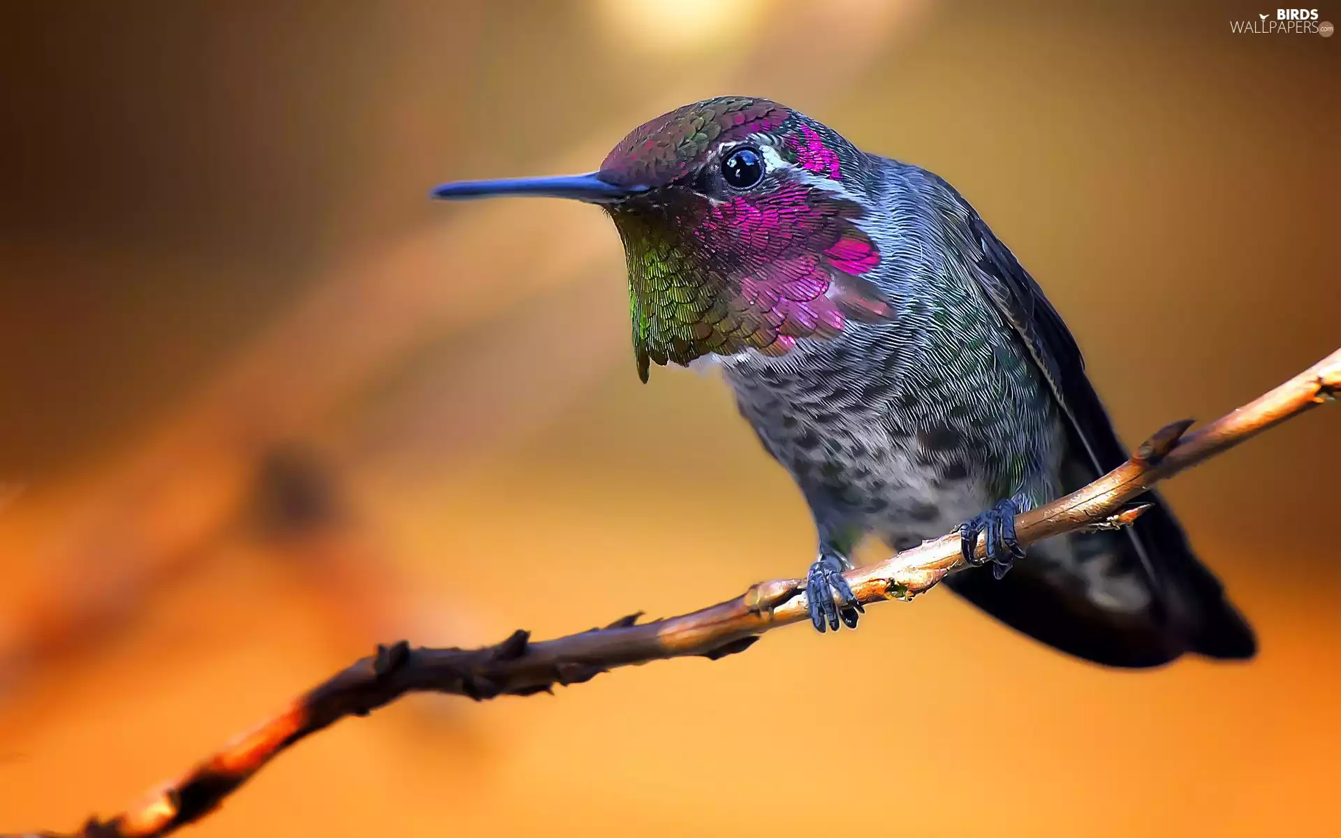 humming-bird