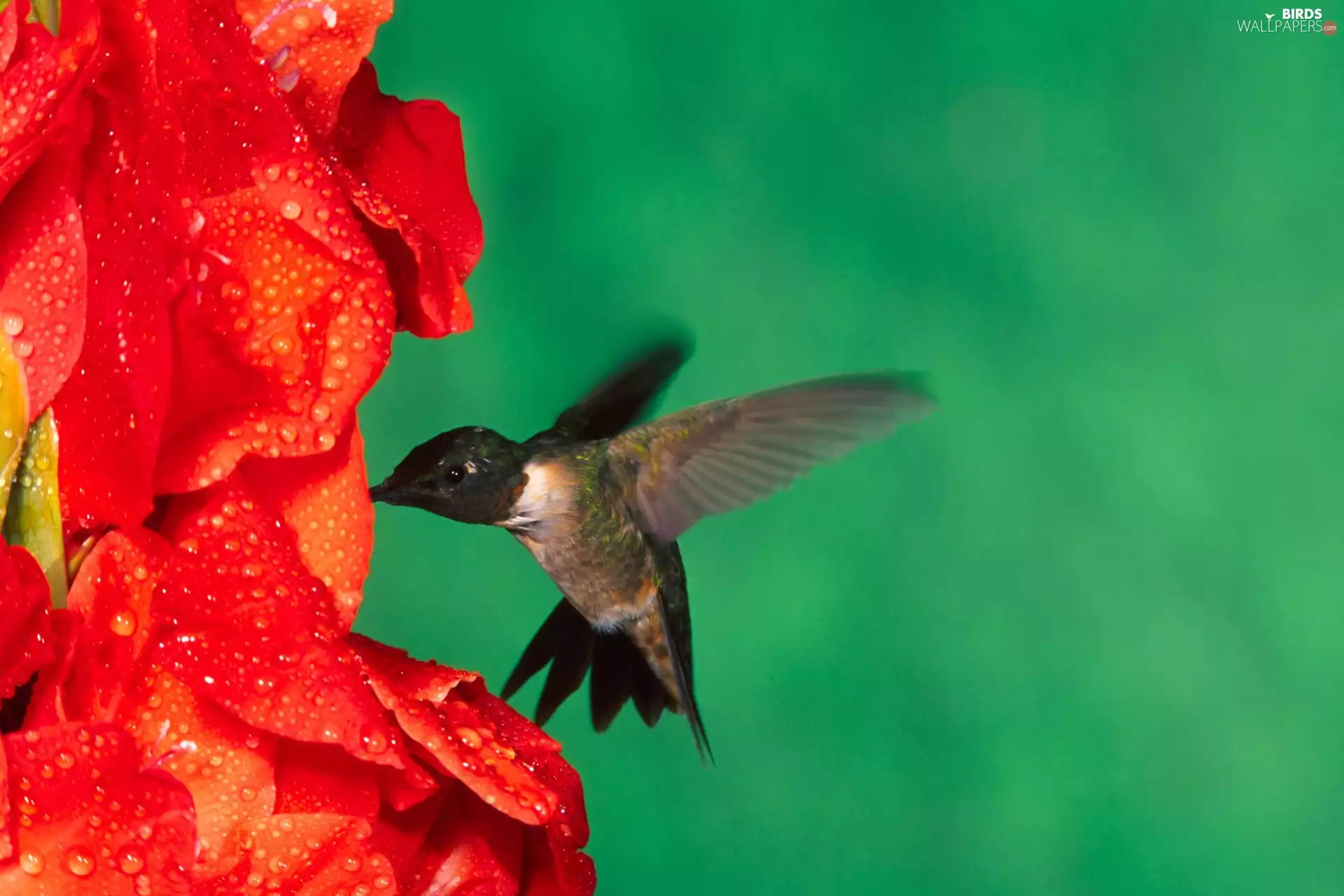 humming-bird