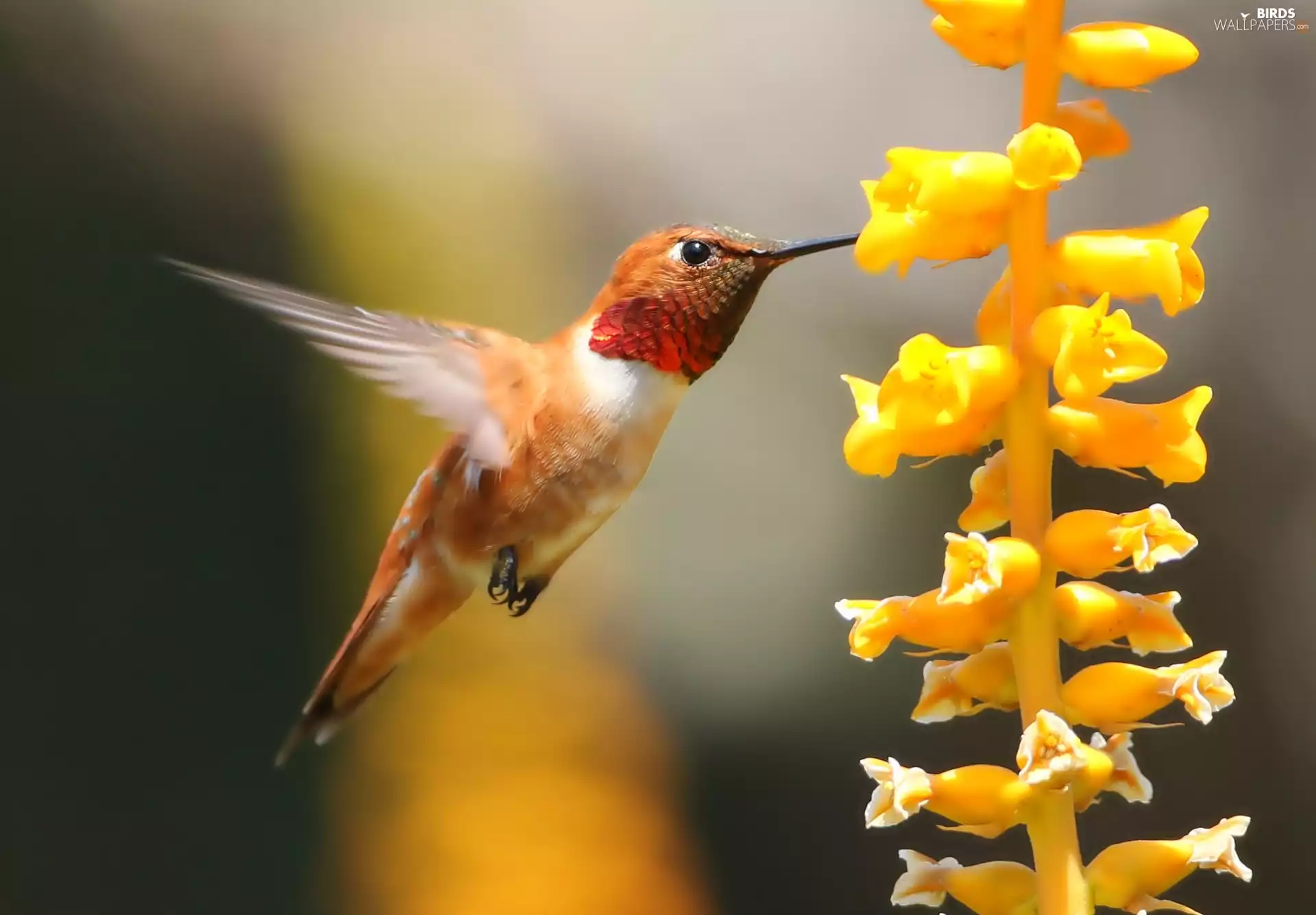 Close, humming-bird, Colourfull Flowers