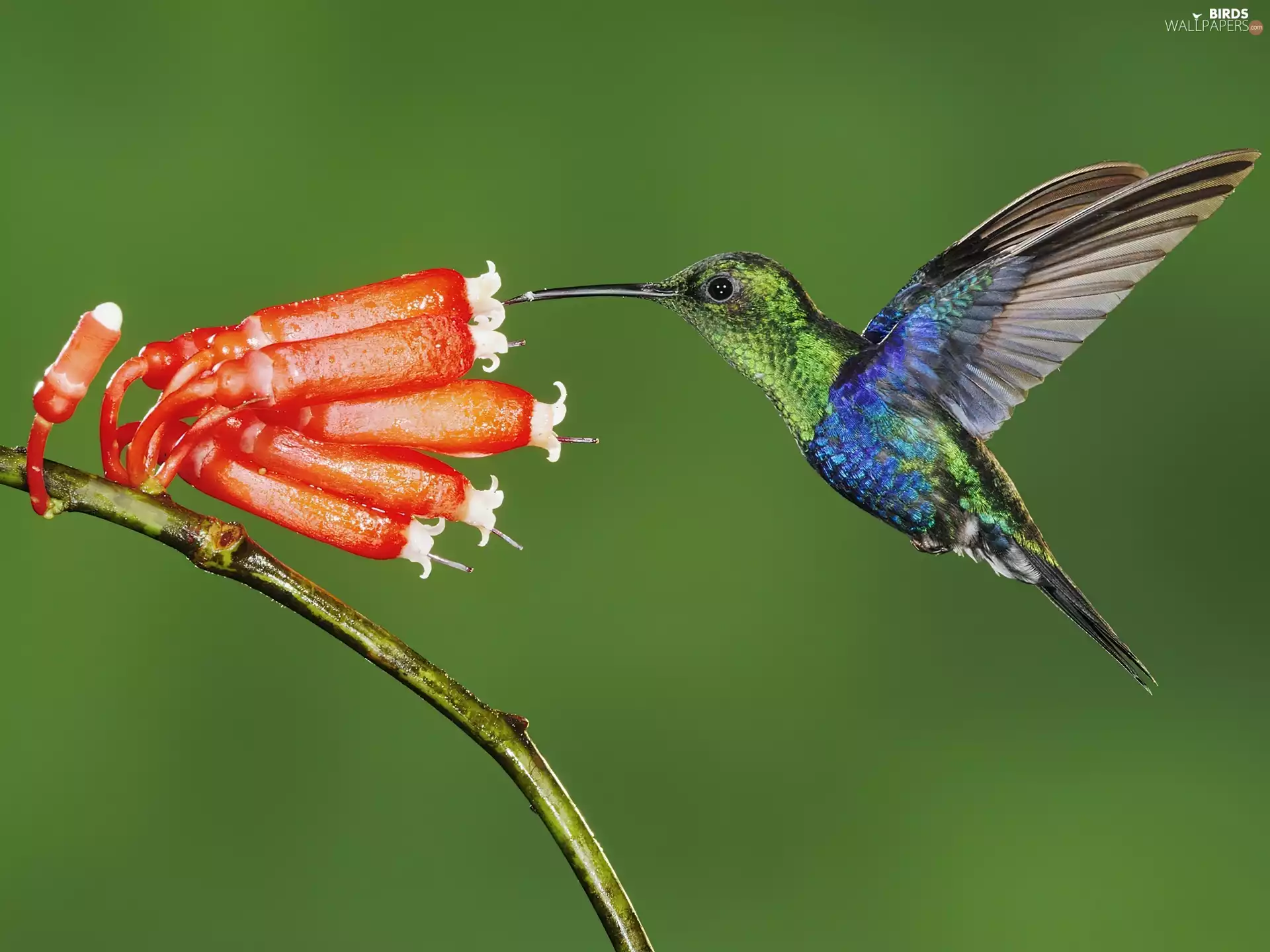 Ecuador, humming-bird, Colourfull Flowers