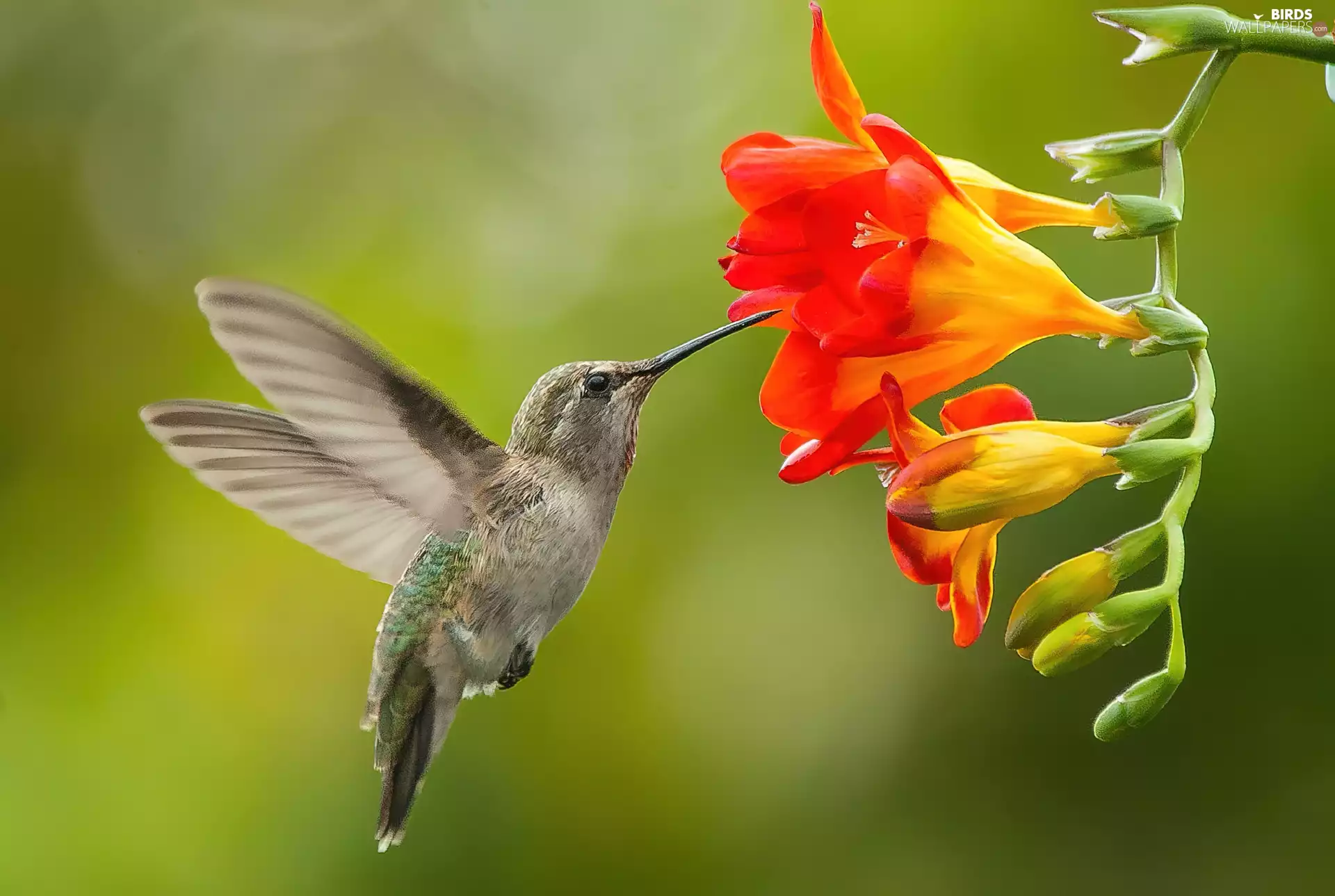 freesia, humming-bird, Colourfull Flowers