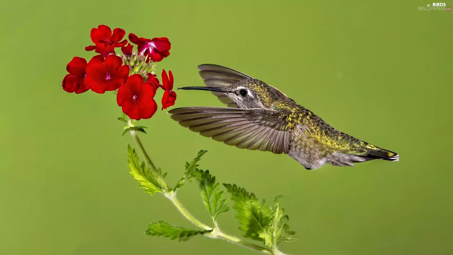 Red, humming-bird, Colourfull Flowers