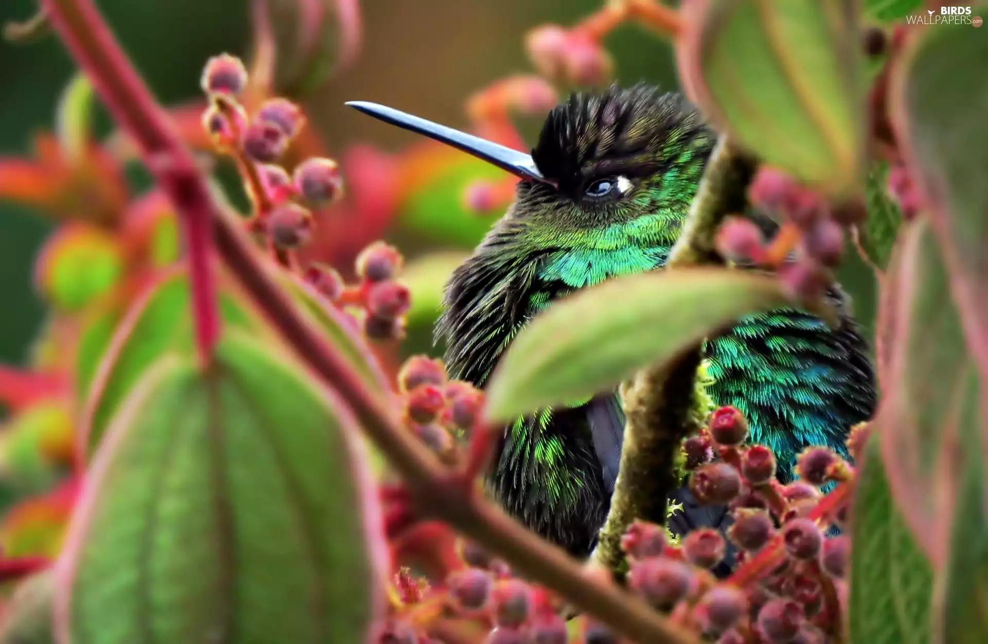 Twigs, leaves, Head, humming-bird, Bird