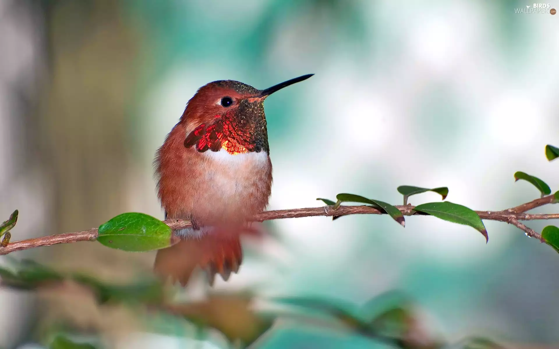 humming-bird, branch
