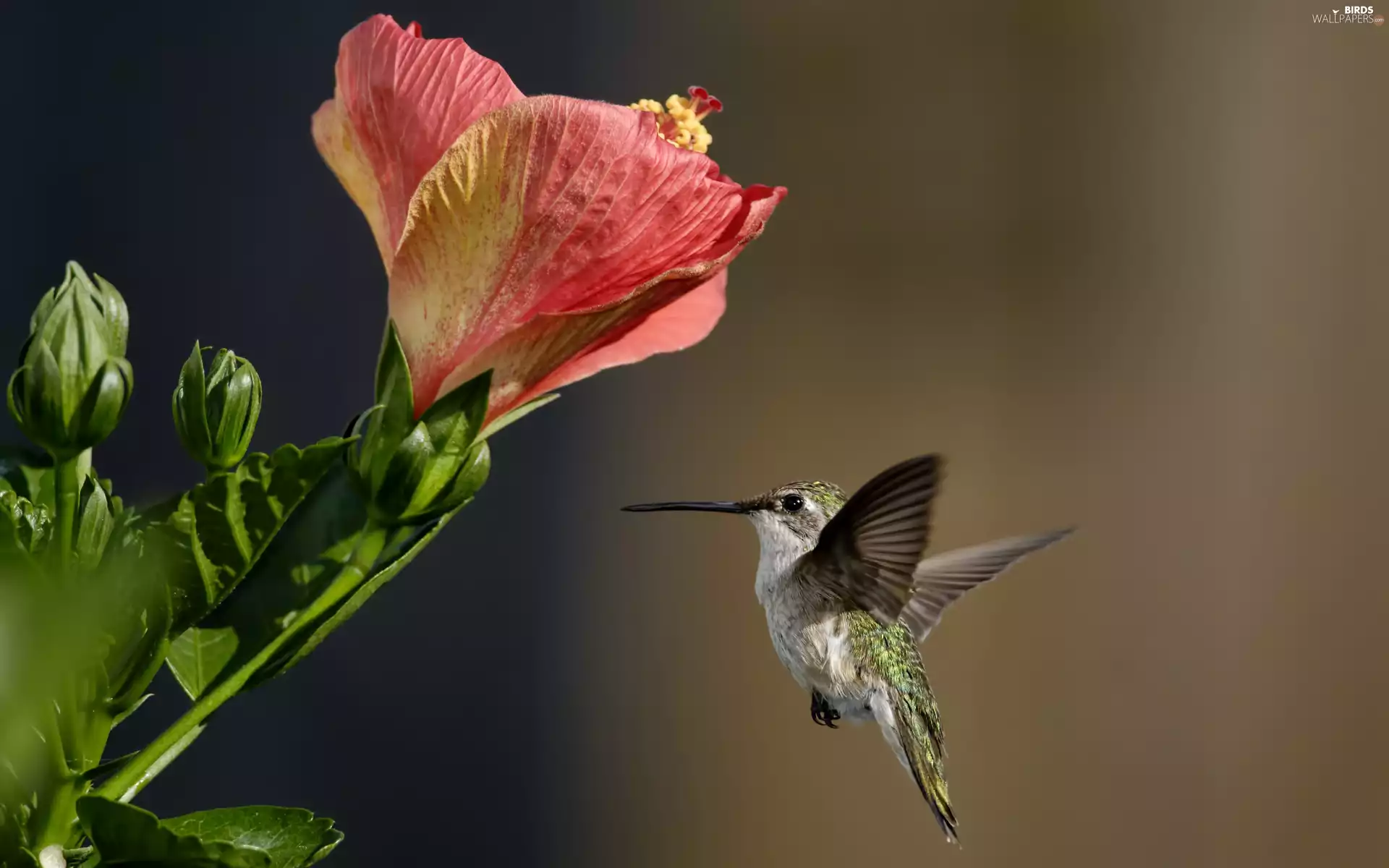 humming-bird, Flower