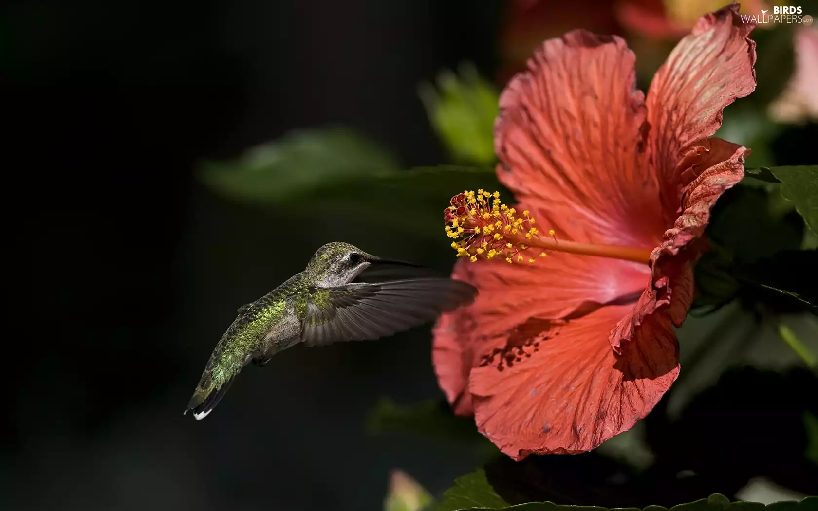 humming-bird, Flower