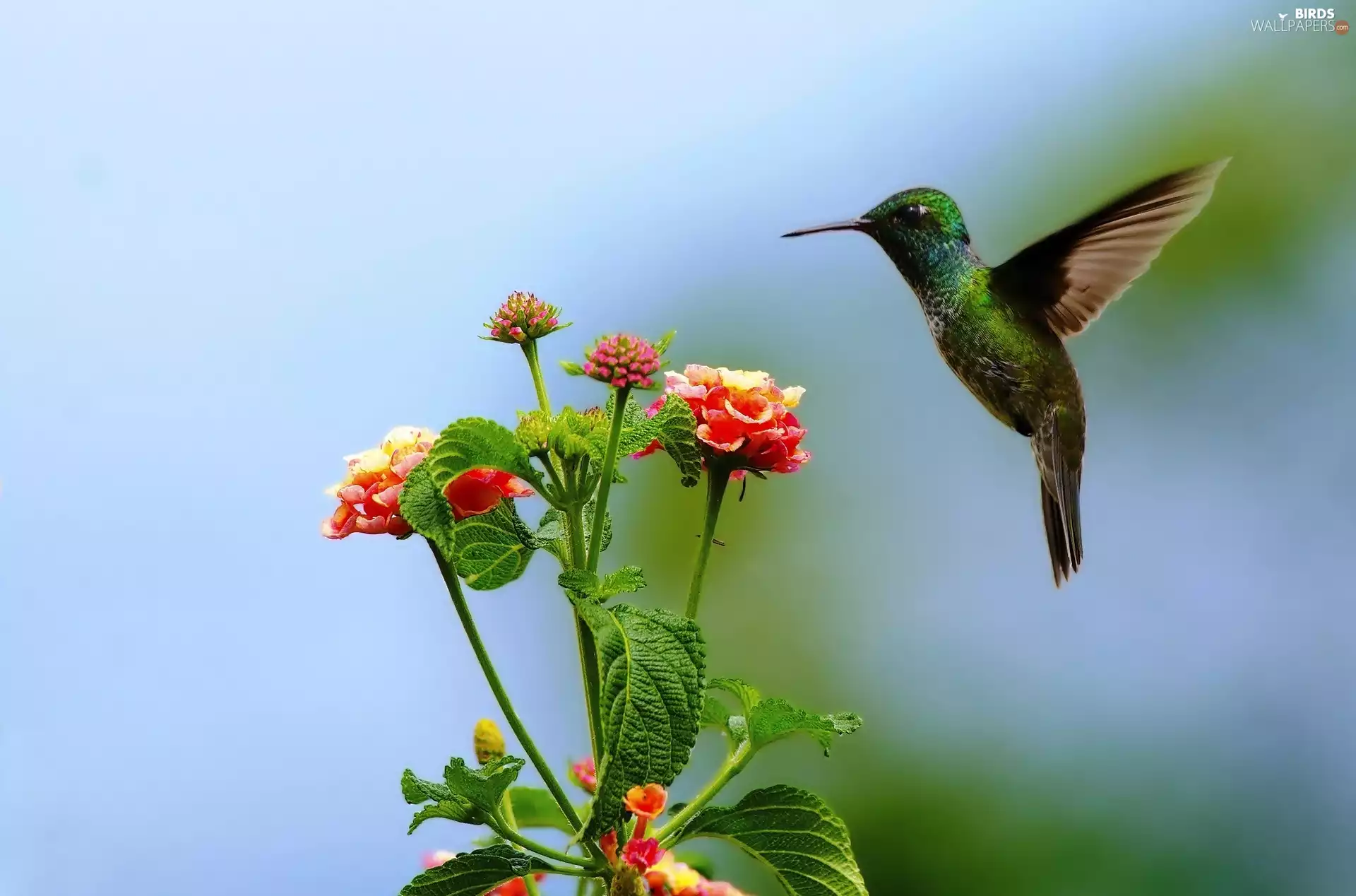 humming-bird, Flowers