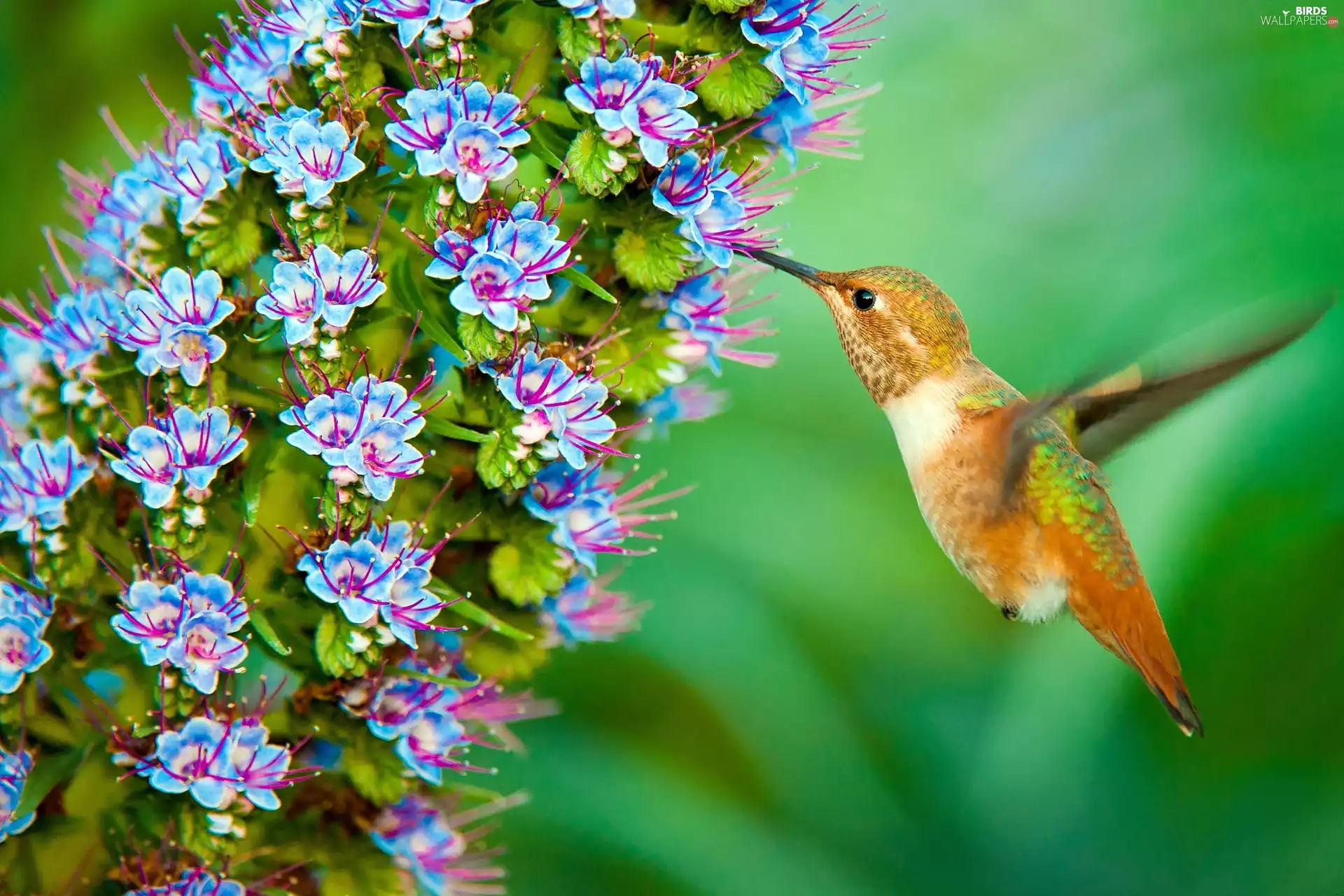 humming-bird, Flowers