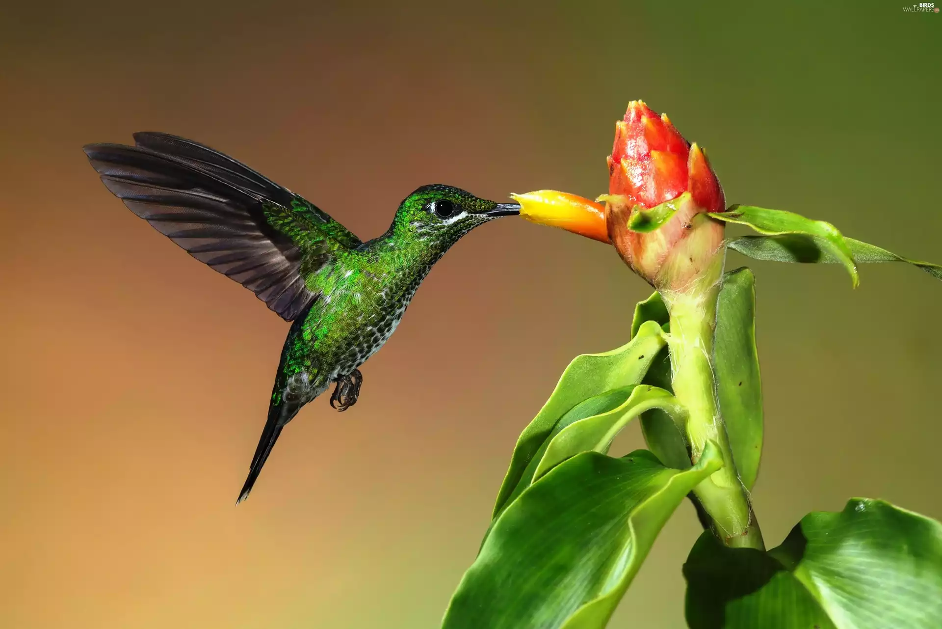 humming-bird, Flowers