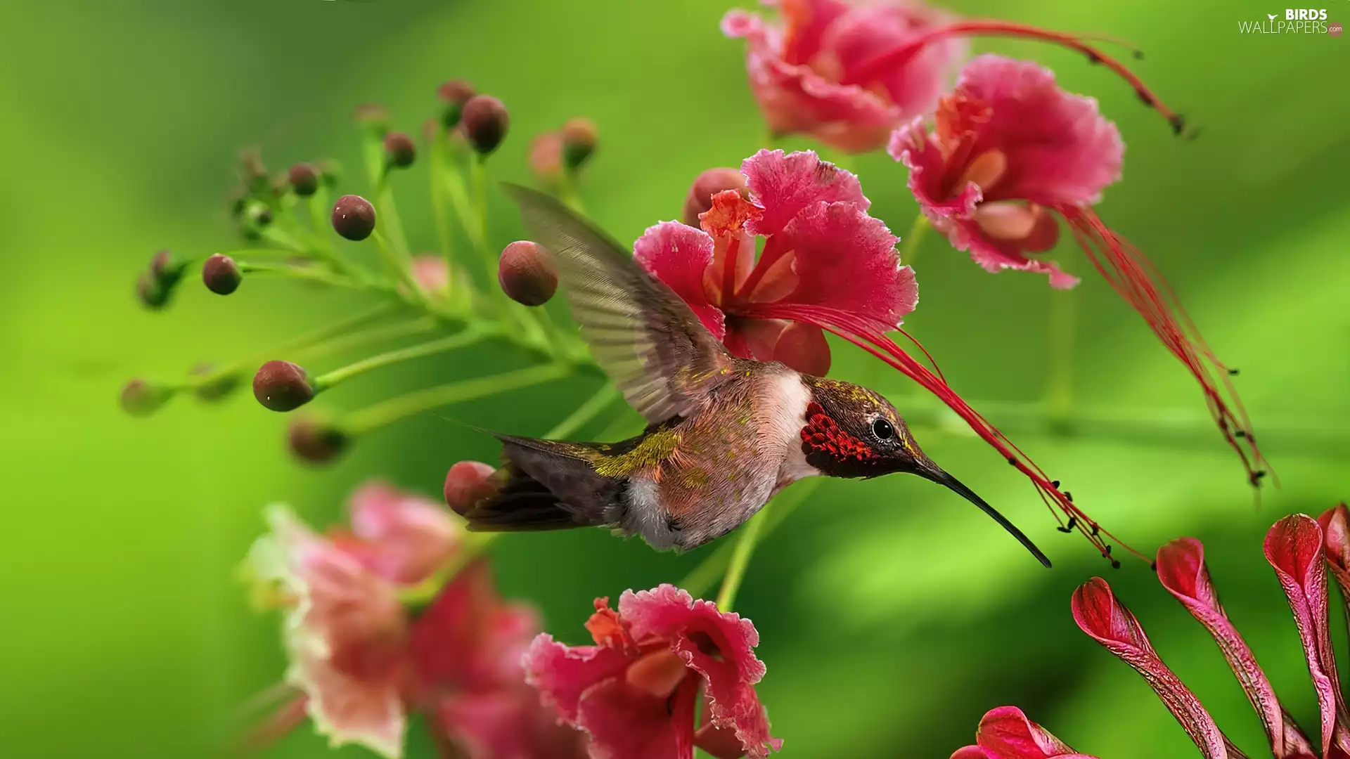 humming-bird, Flowers