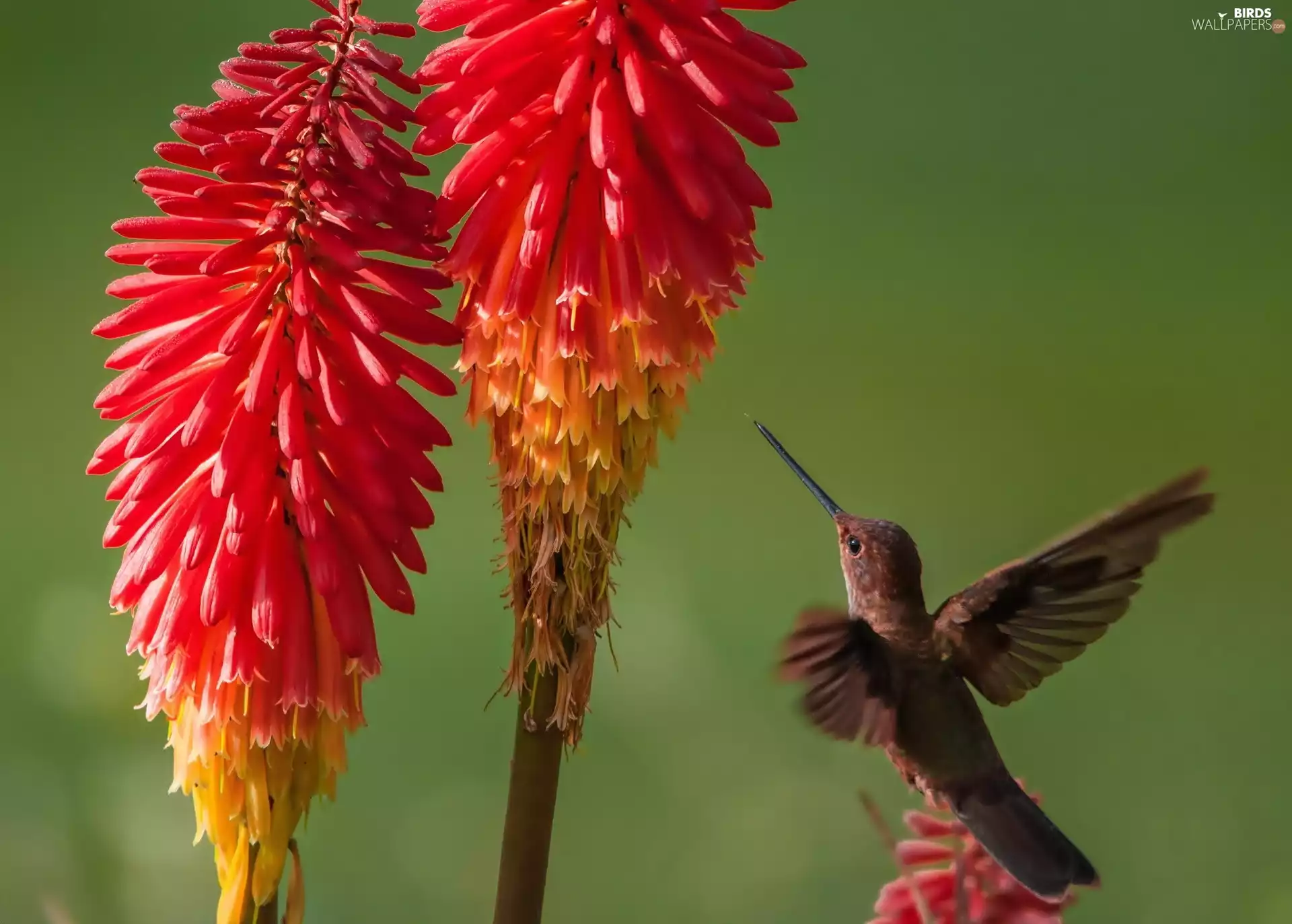 humming-bird, Flowers