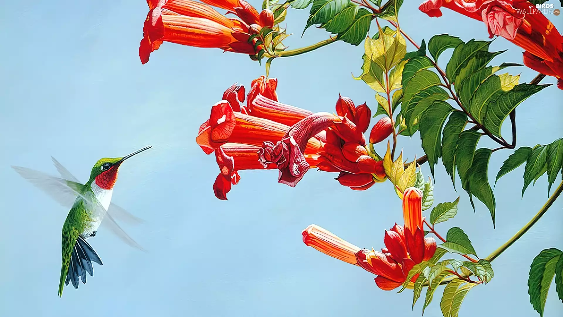 humming-bird, Flowers