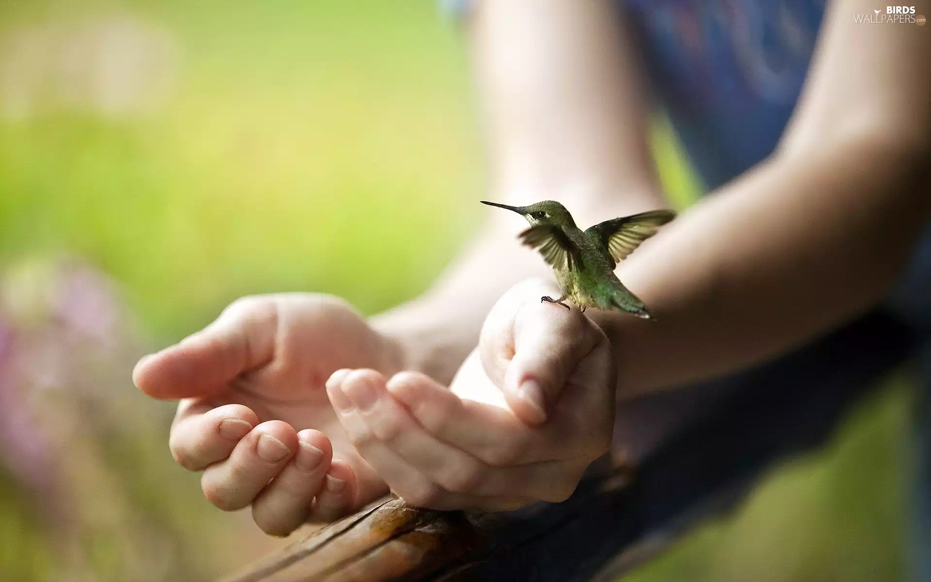 humming-bird, hands