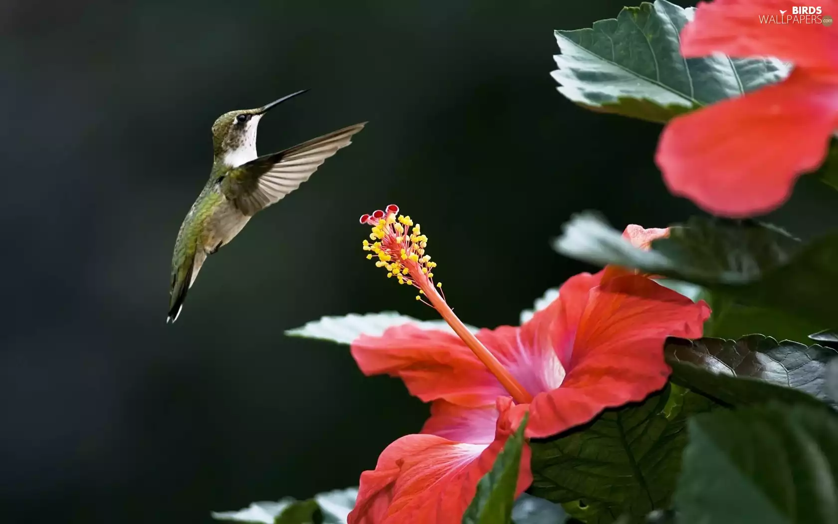 humming-bird, hibiskus