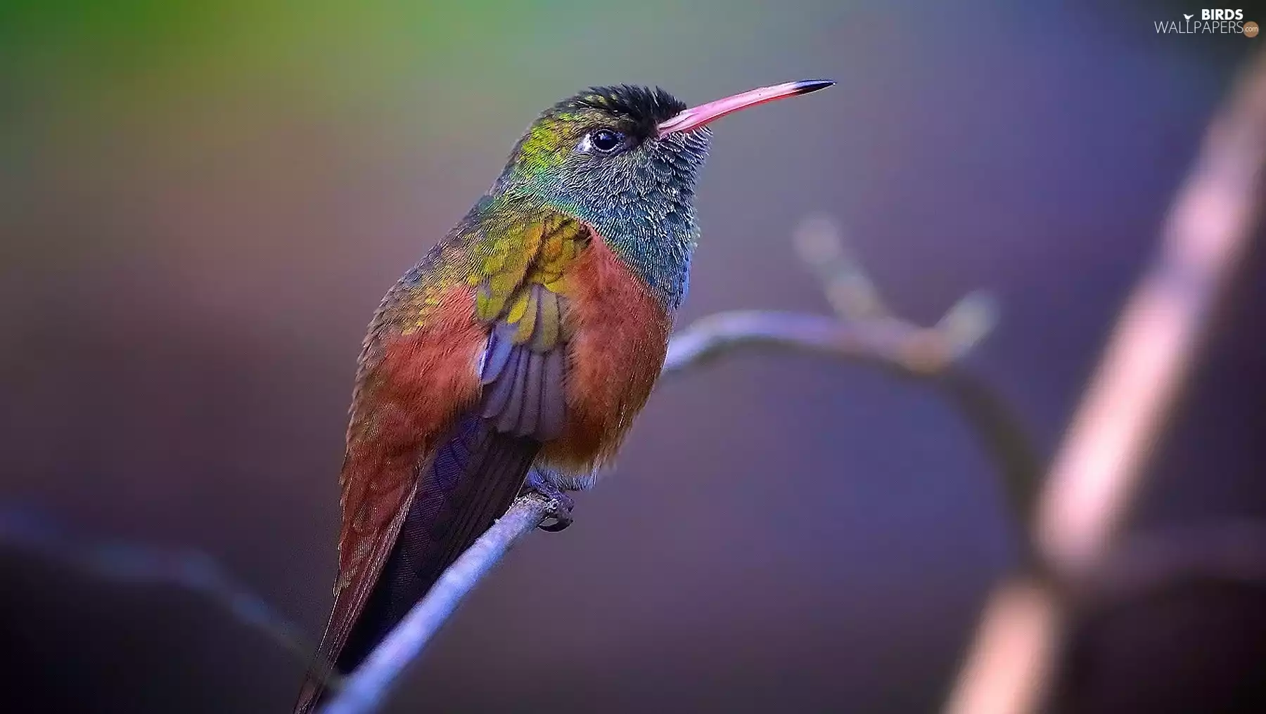 humming-bird, twig