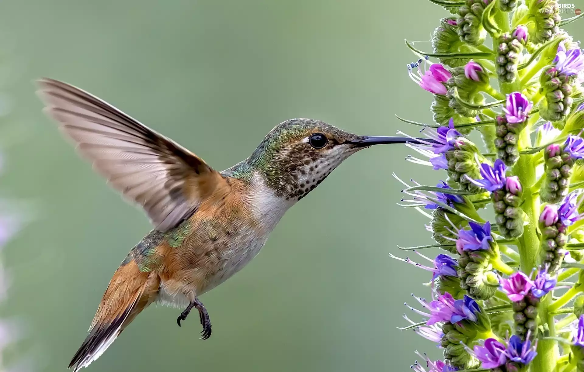 Hummingbird, Flowers