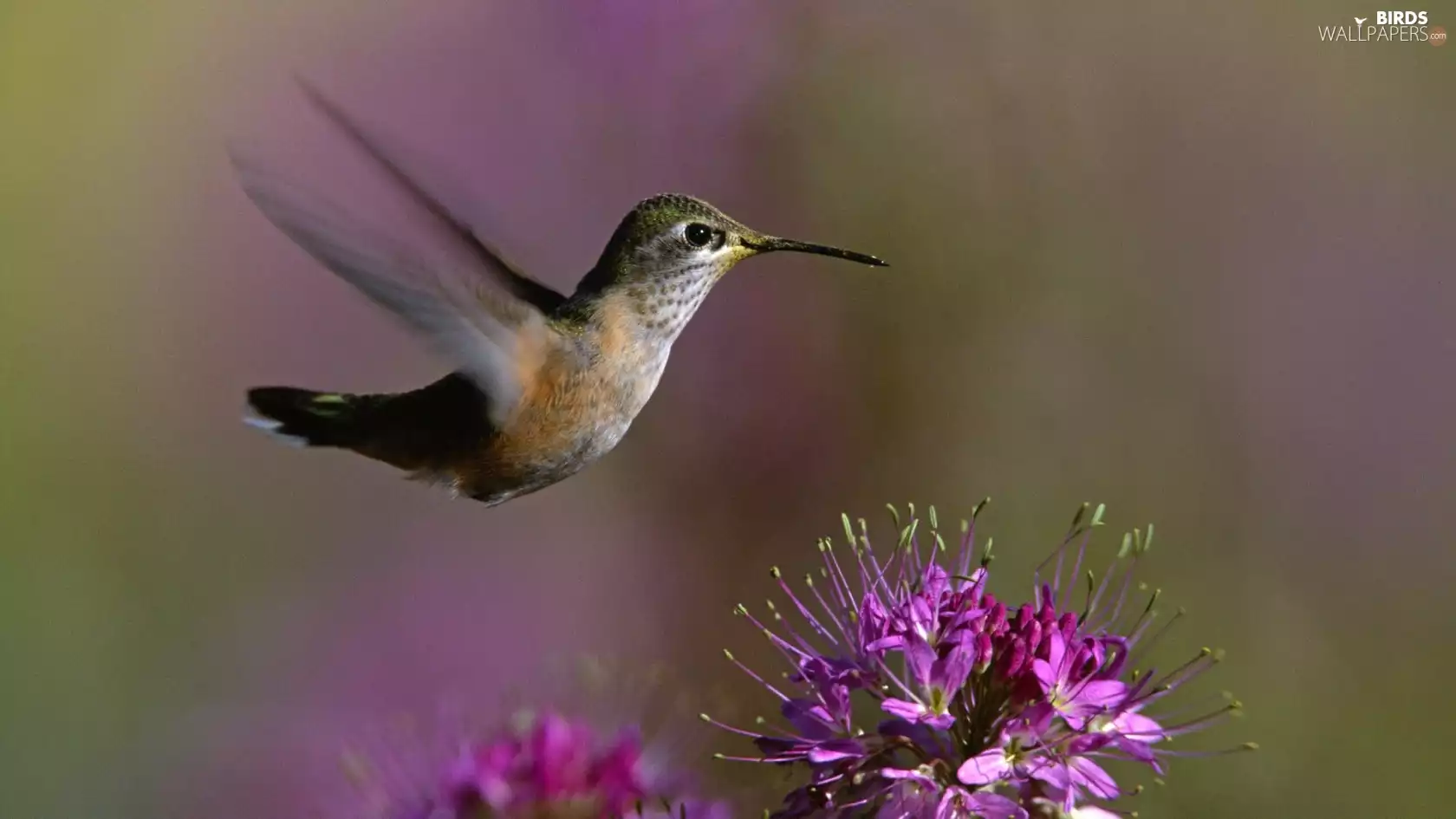 Hummingbird, Colourfull Flowers