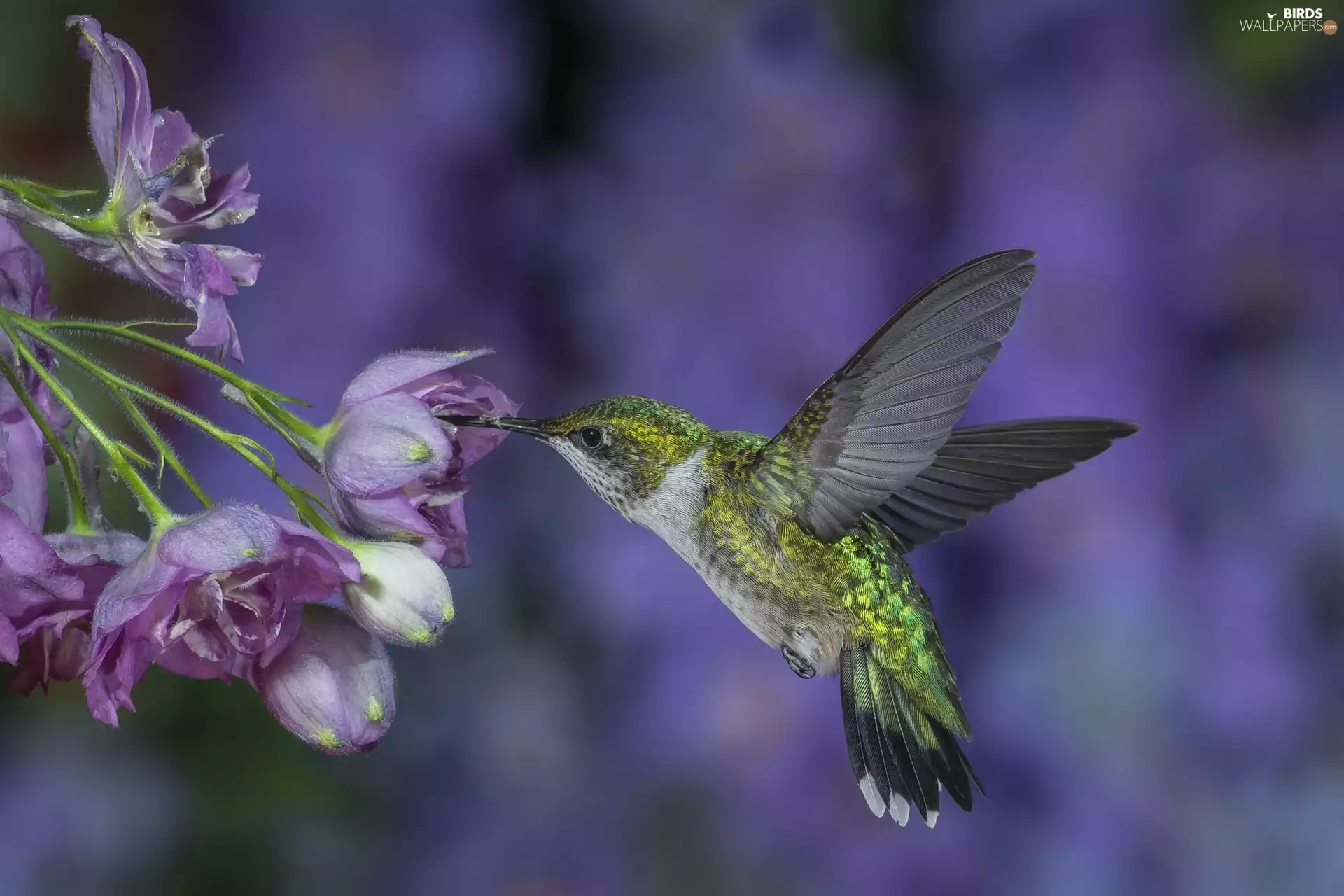 Hummingbird, Flowers