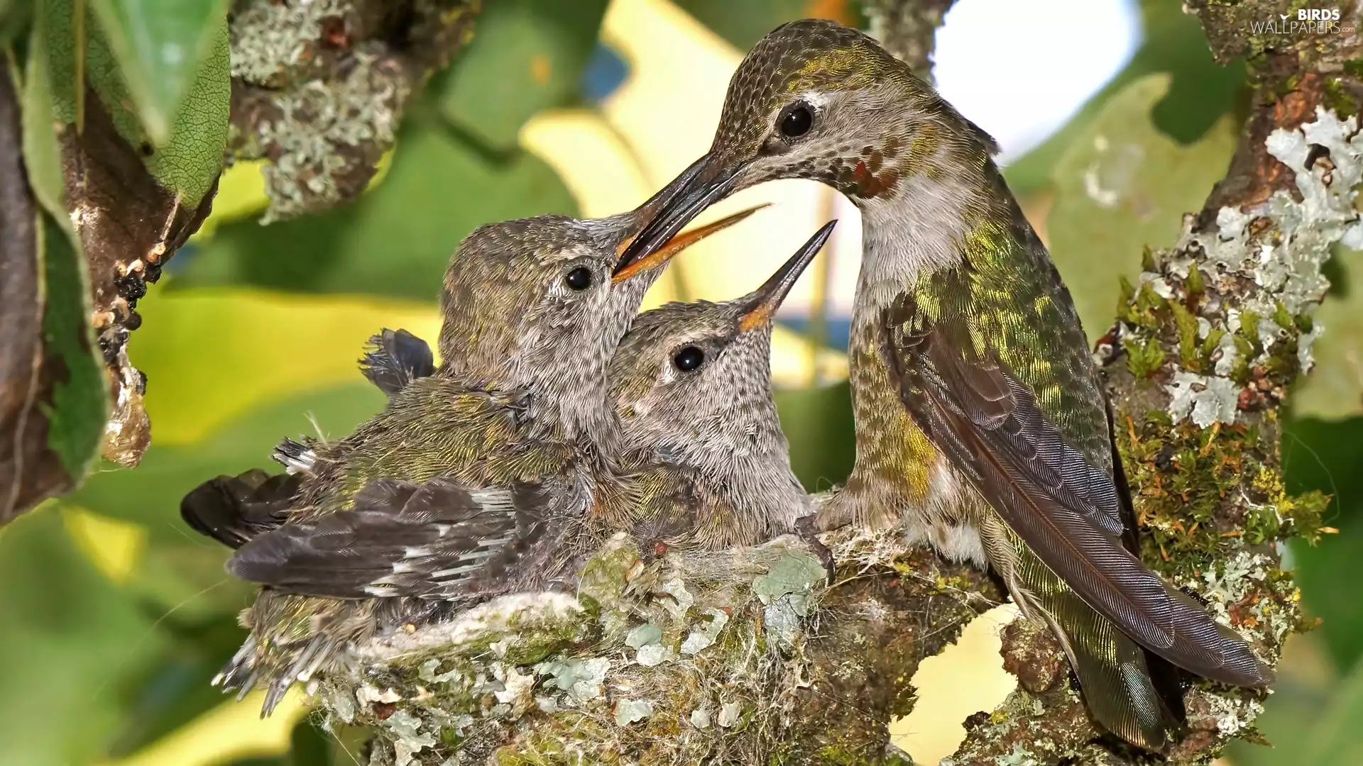 birds, chick, nest, hummingbirds