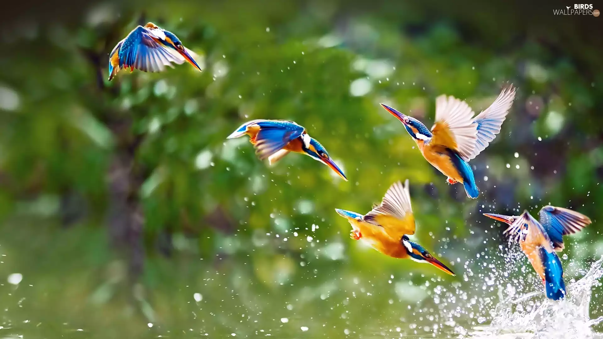 birds, drops, water, hummingbirds