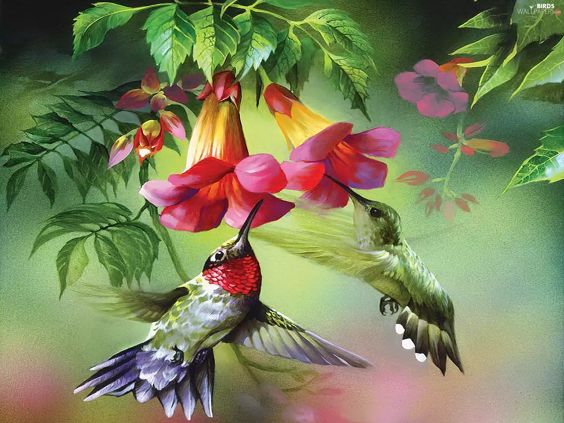 Flowers, Two cars, hummingbirds