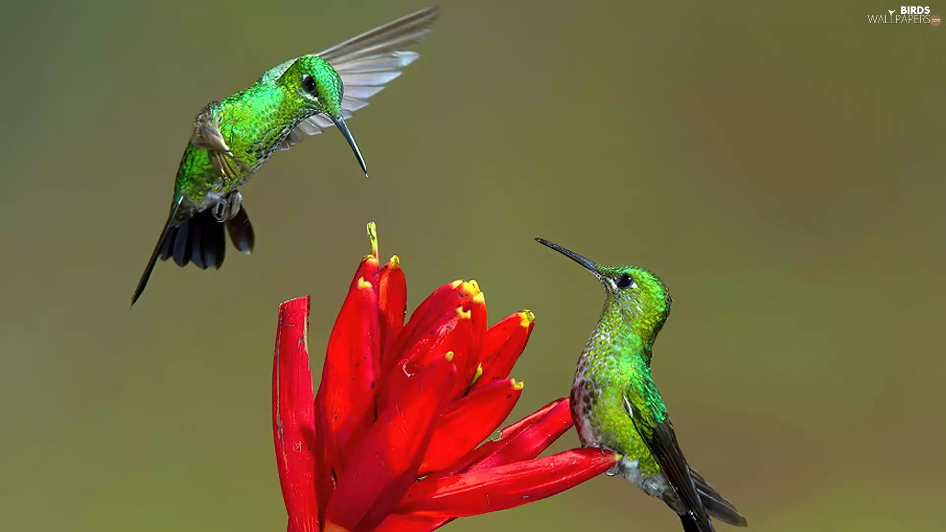 hummingbirds, Colourfull Flowers