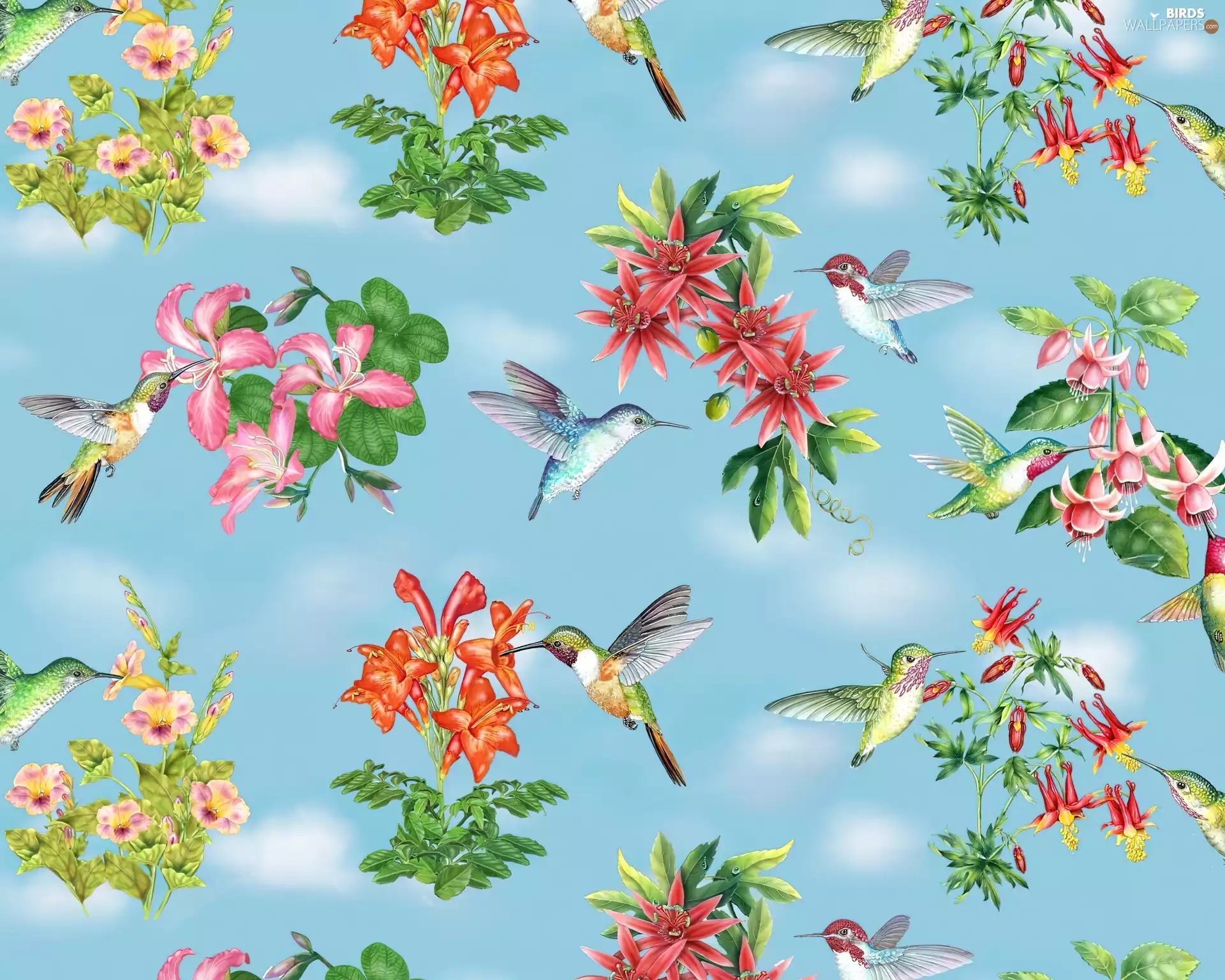 hummingbirds, Flowers