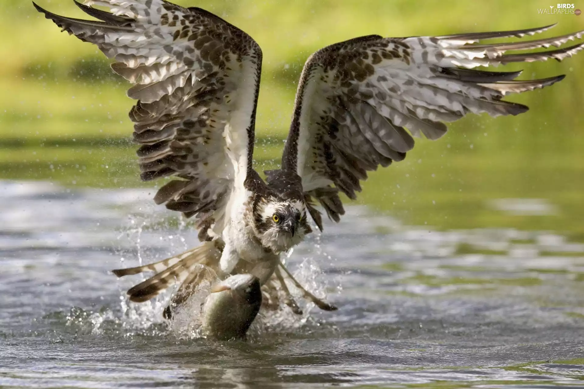hunt, osprey, water