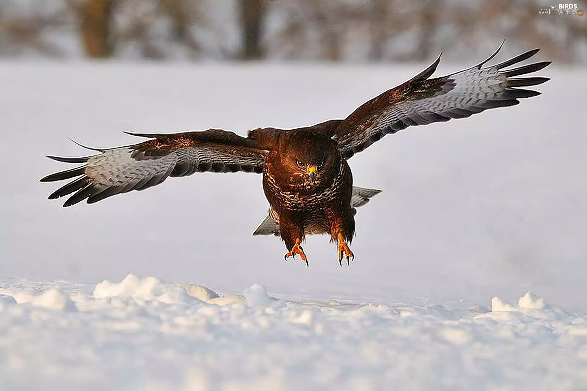 hunting, buzzard