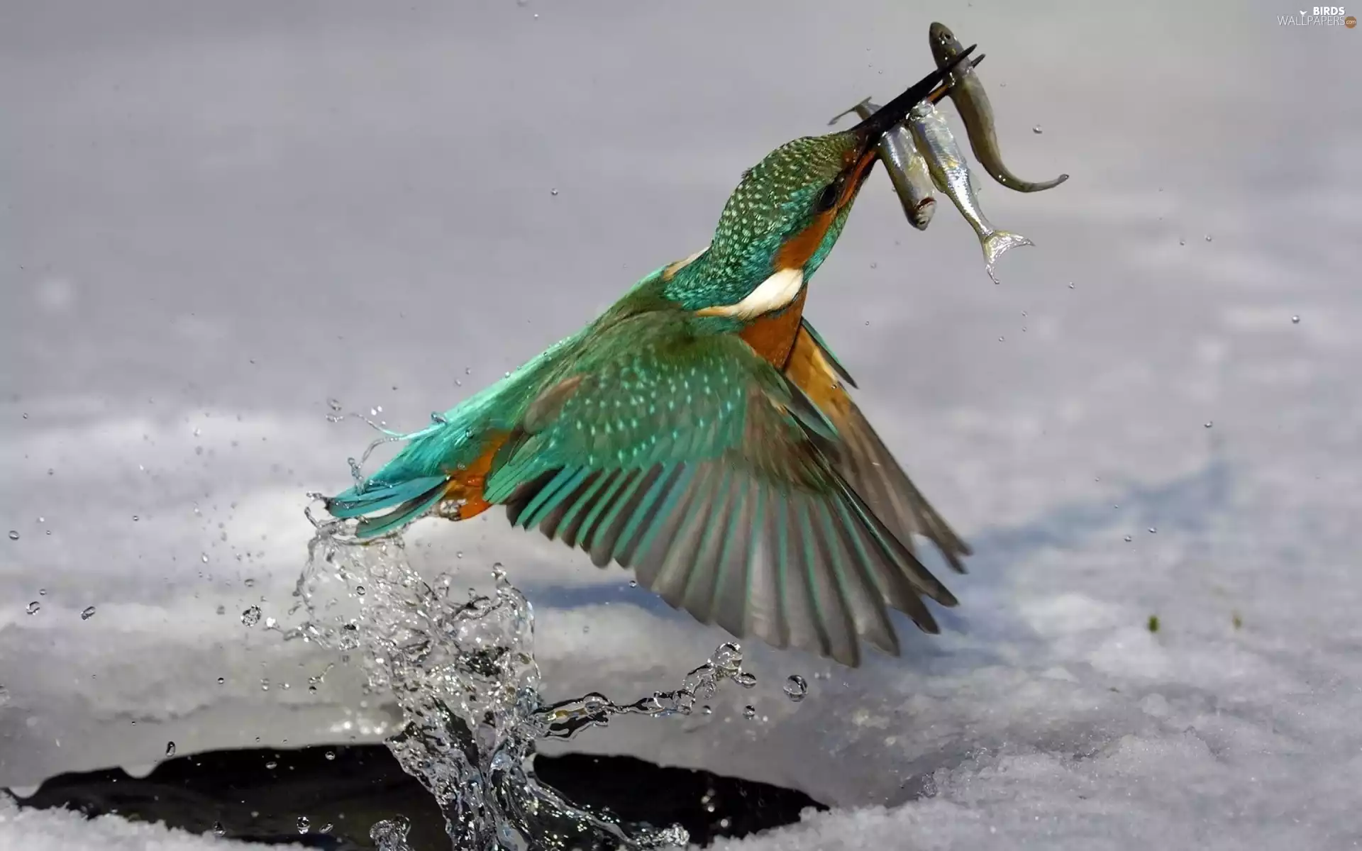 Hunting, kingfisher, during