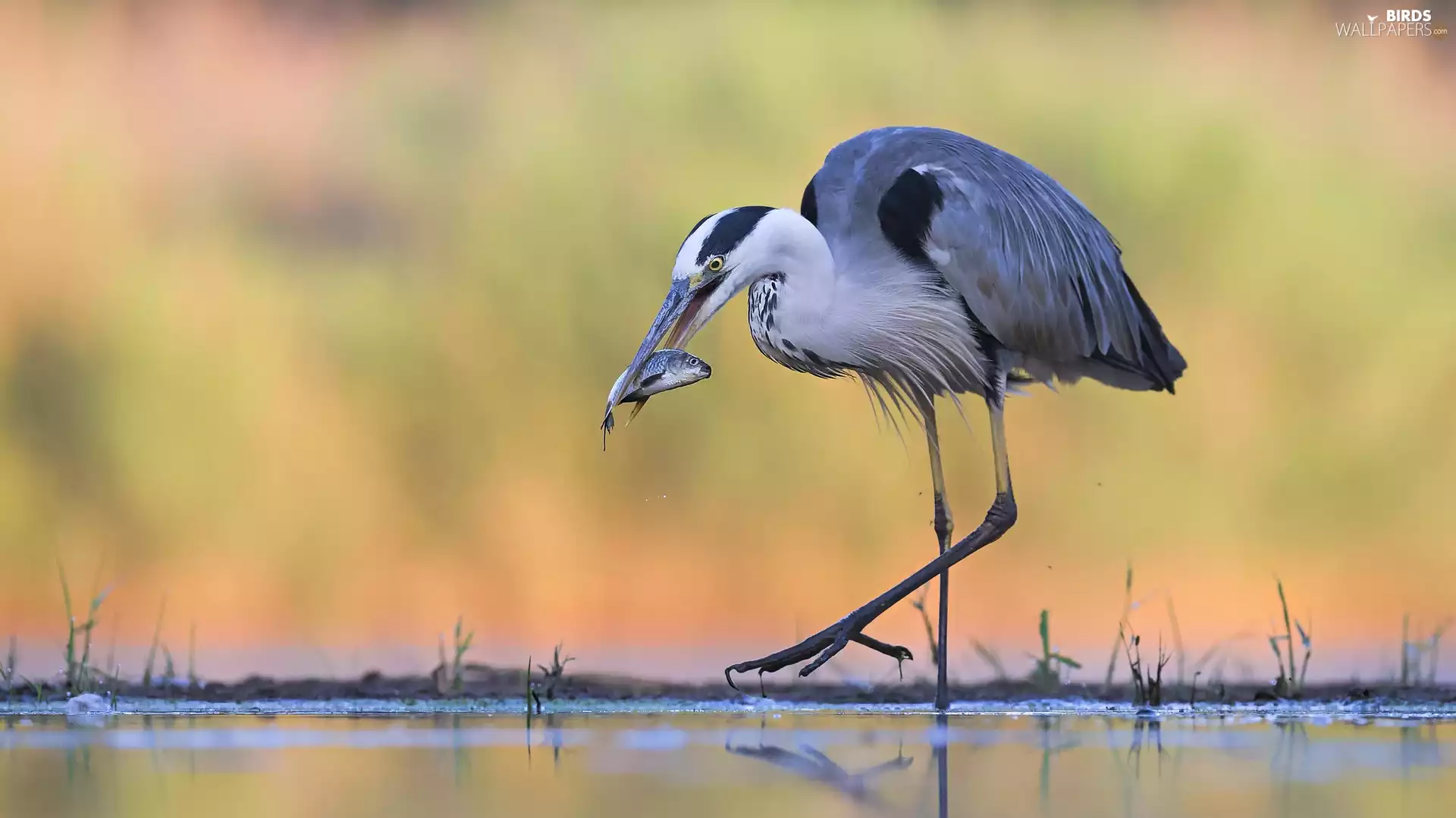 fish, Gery Heron, hunting
