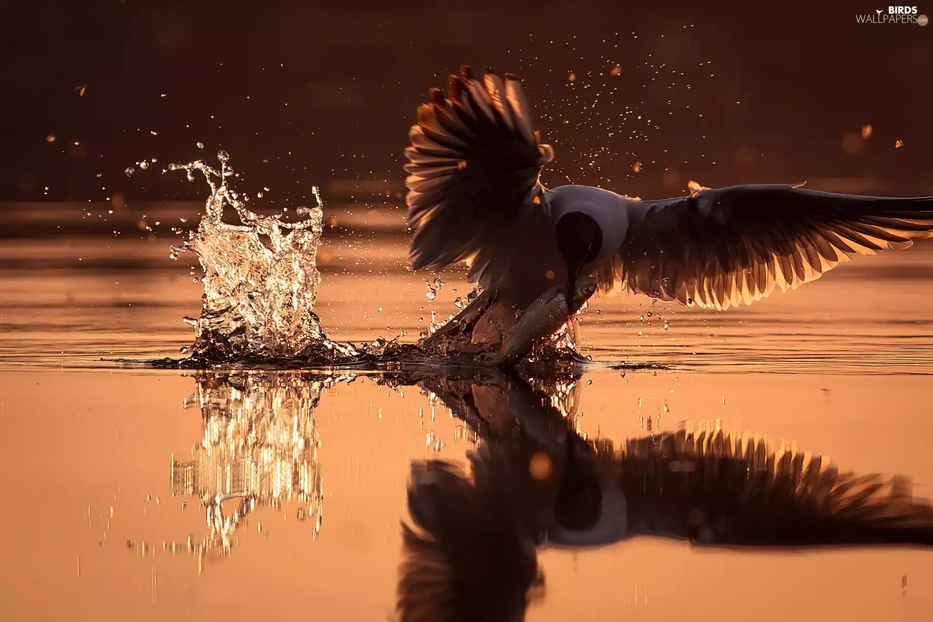 hunting, seagull, fish