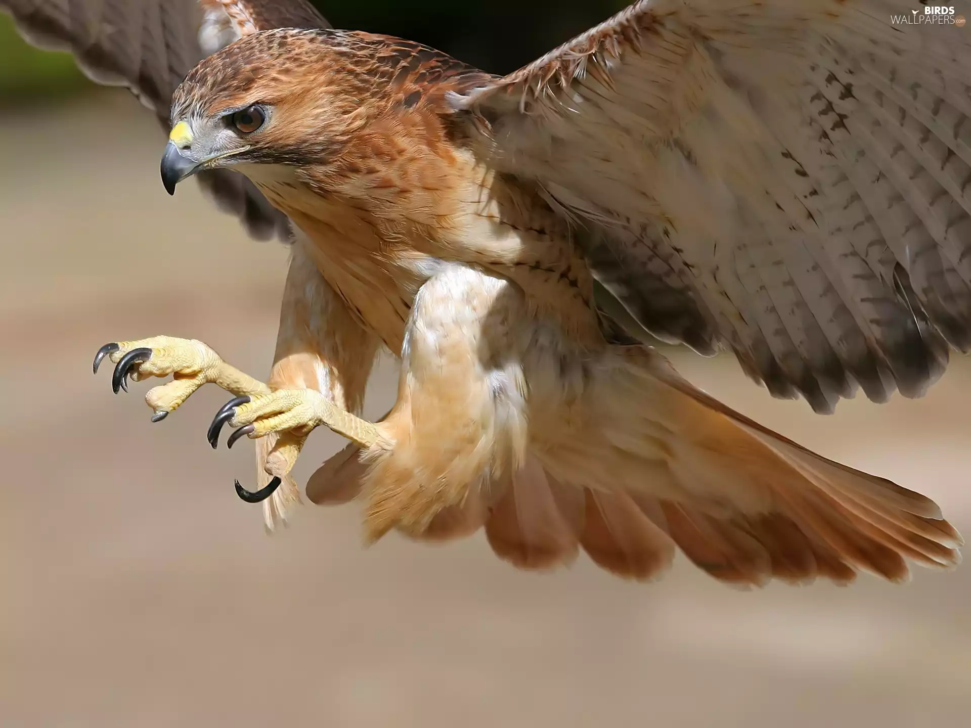 hunting, Eagle Front