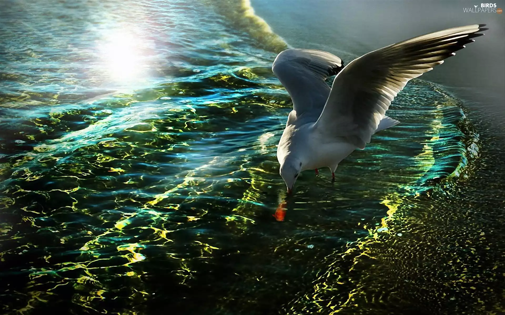 seagull, sea, glamour, hunting