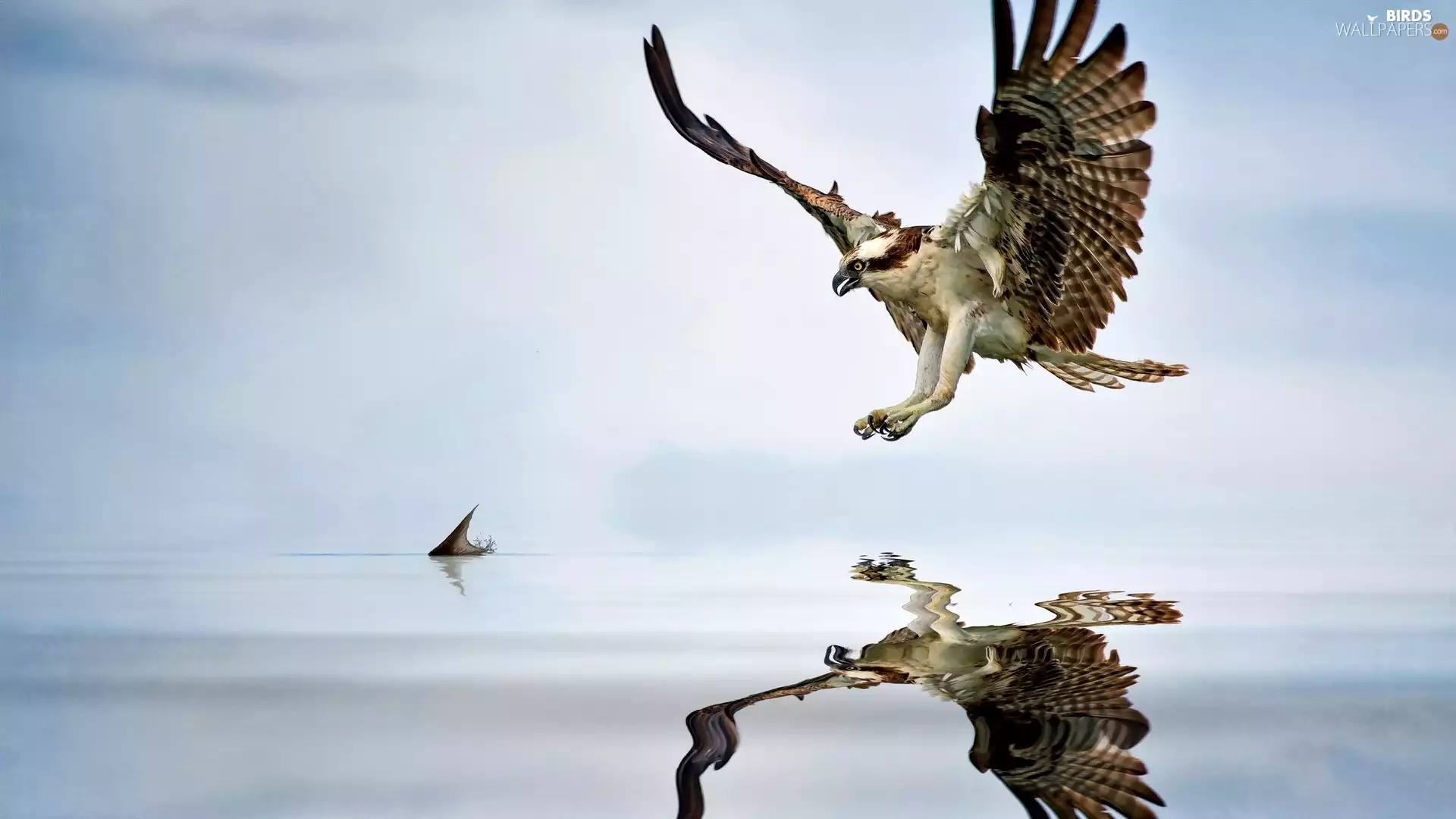 hunting, osprey, water