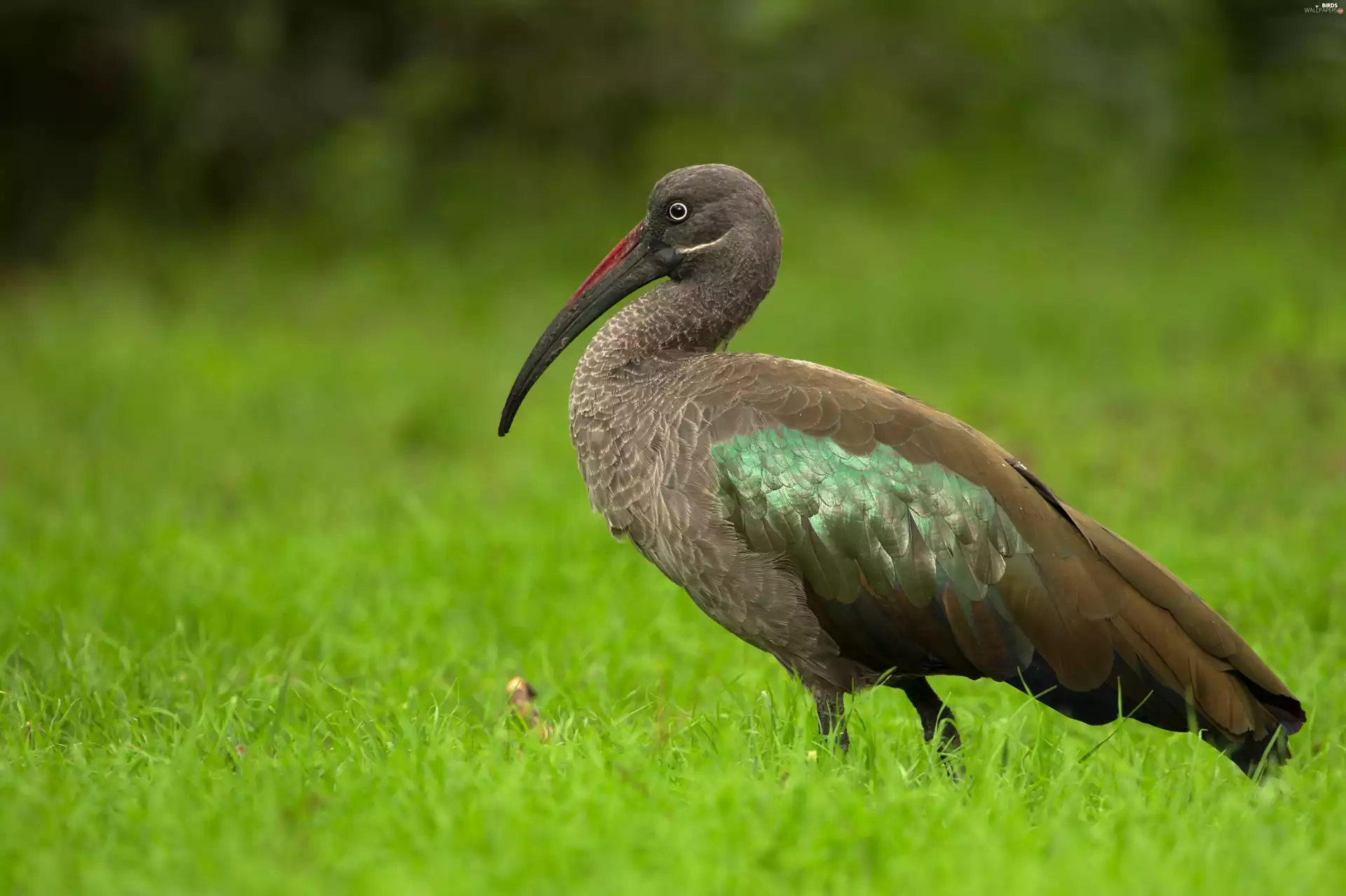 Black, green, grass, Ibis