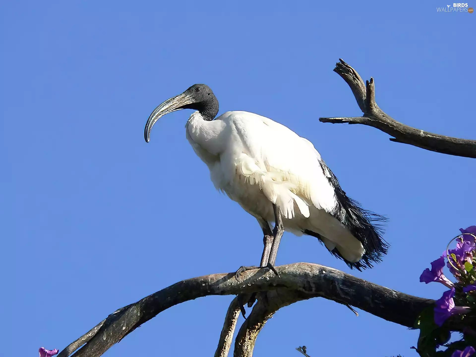 Ibis, Honored