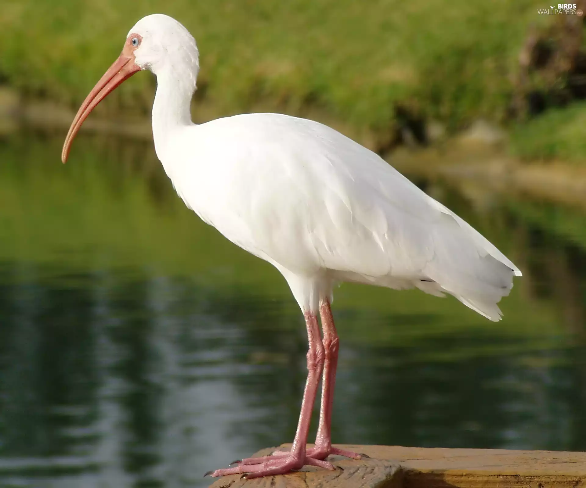 Ibis White, water