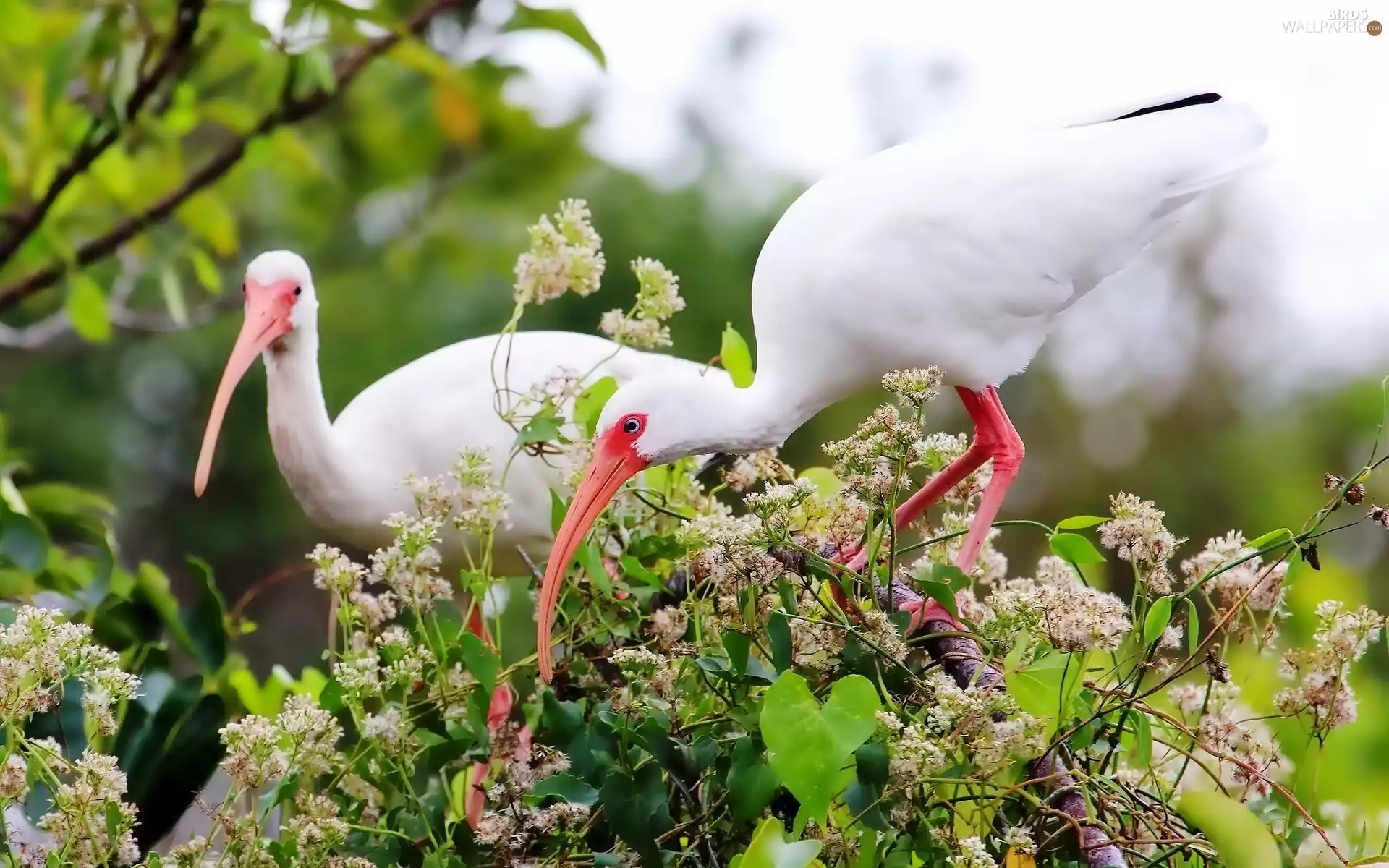 Twigs, Two cars, ibises
