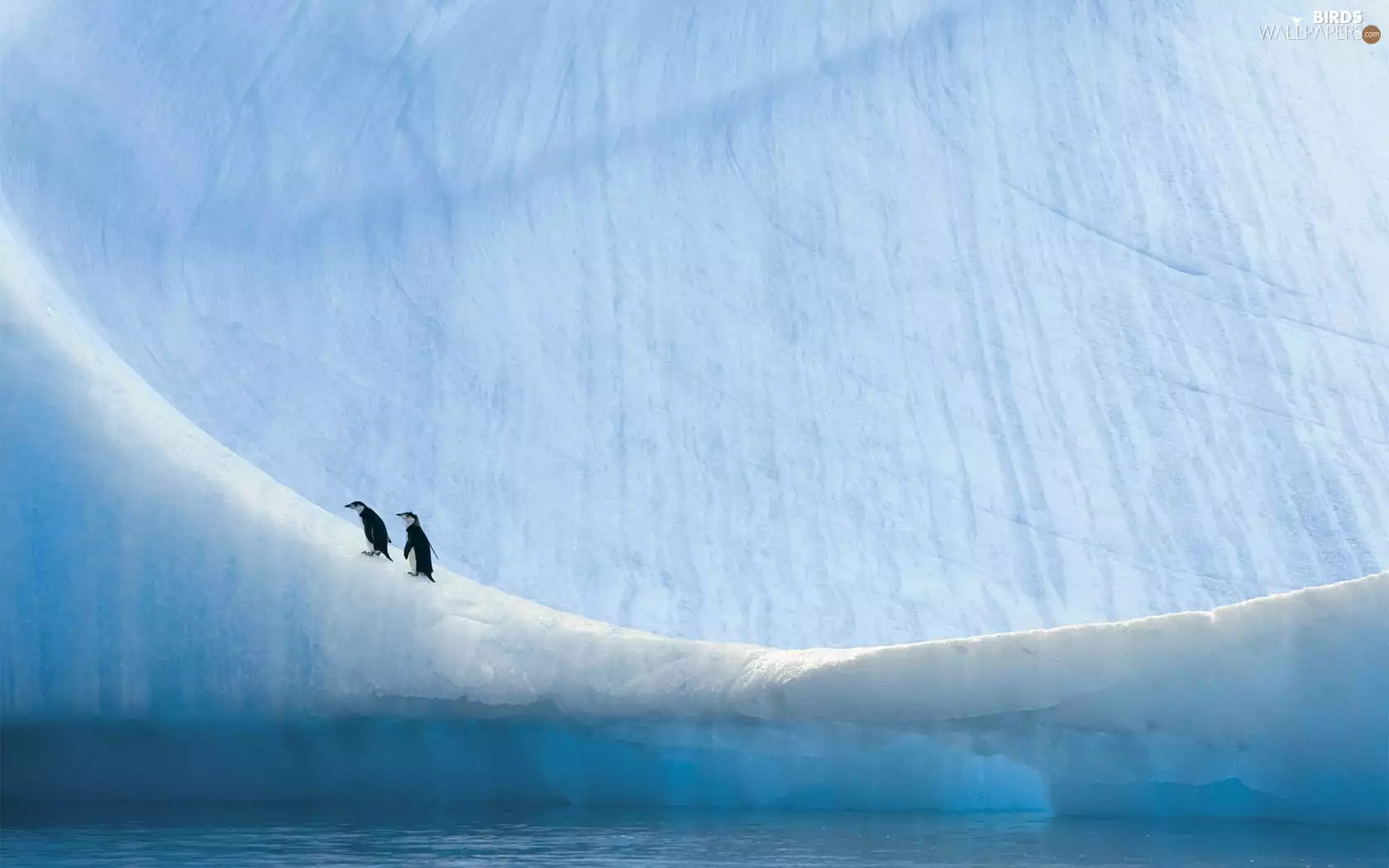 Iceberg, penguin