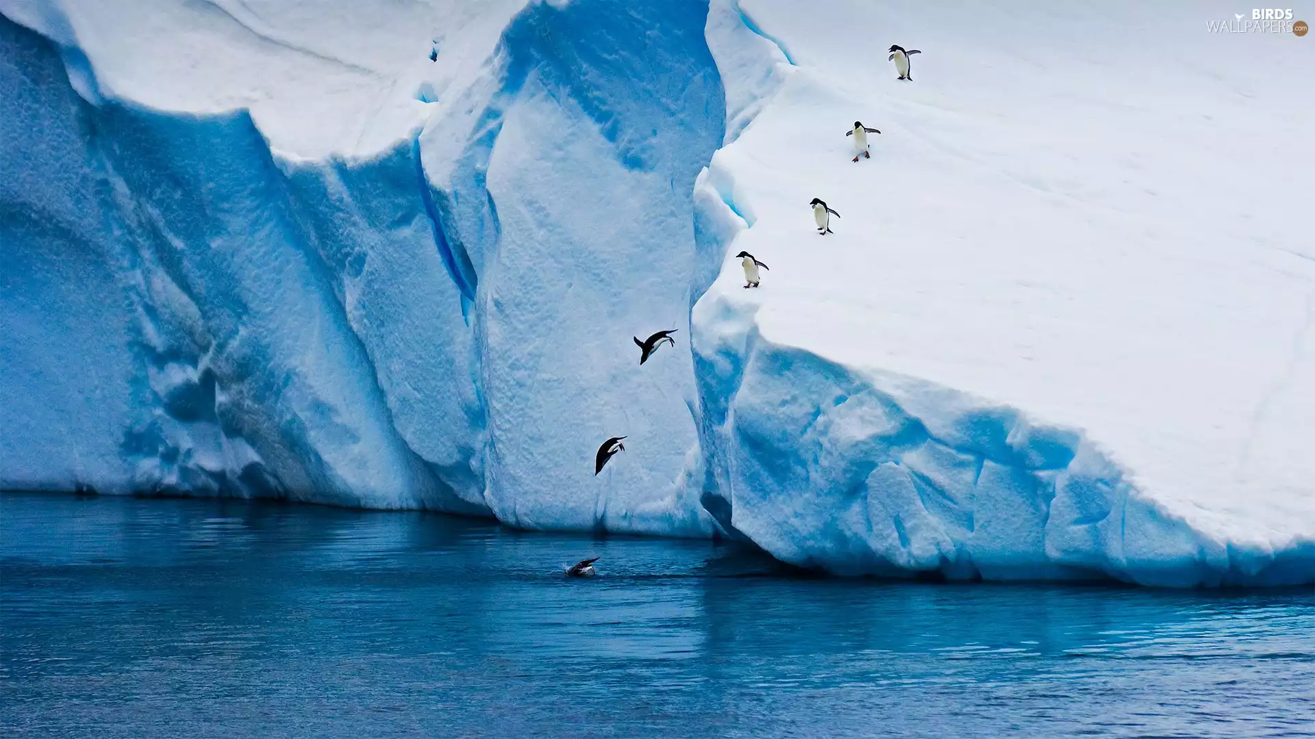 sea, jumping, penguin, Iceberg