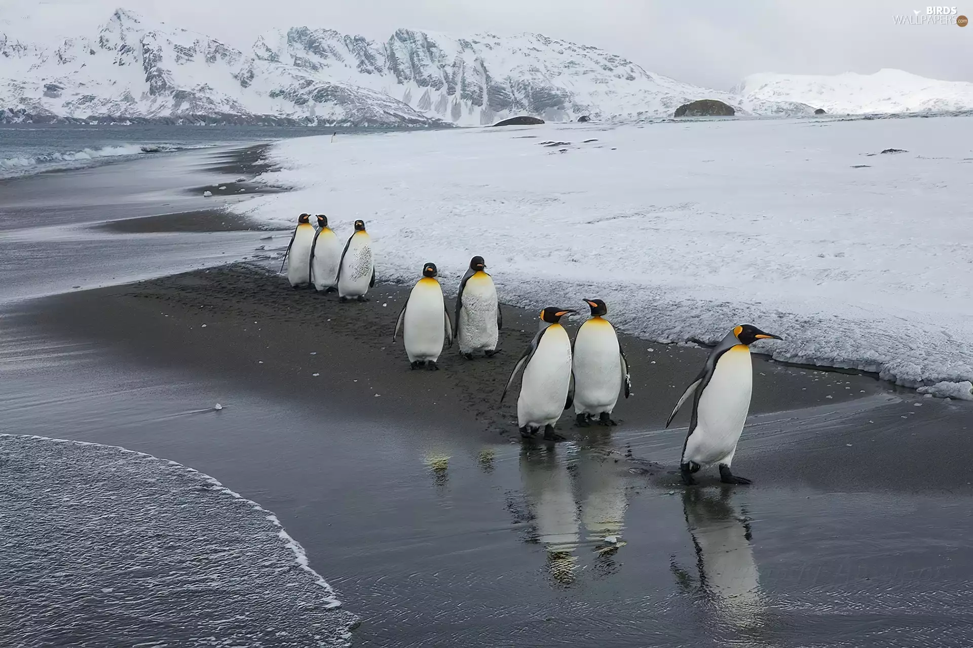 Icebergs, winter, penguin