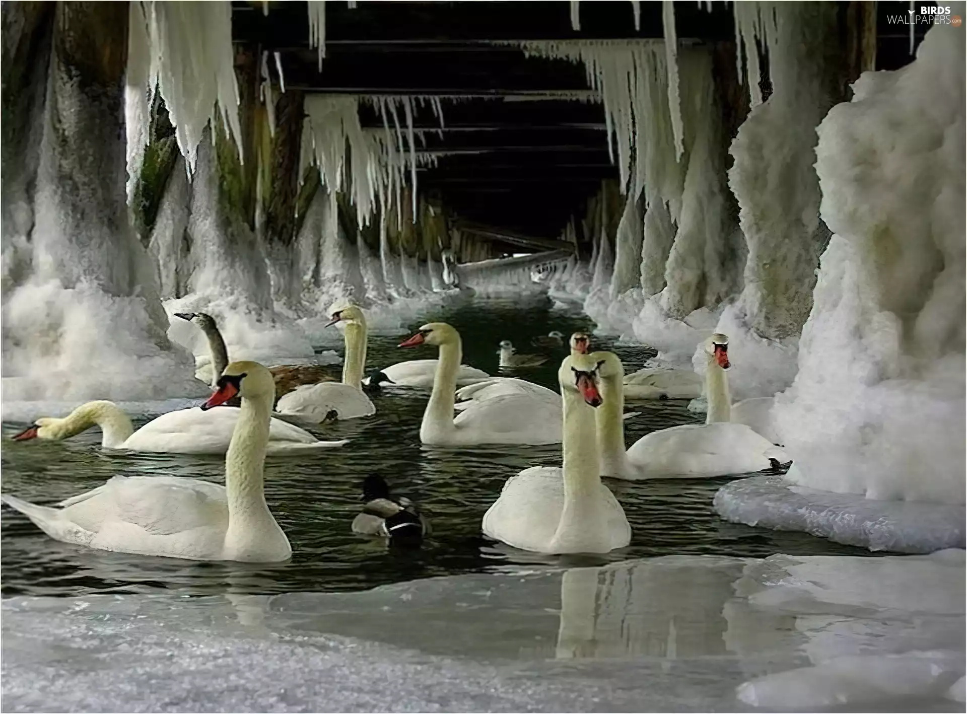 icicle, bridge, Swan, Icecream