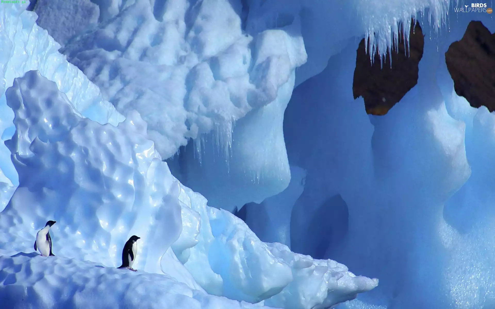 icicle, penguin, glacier