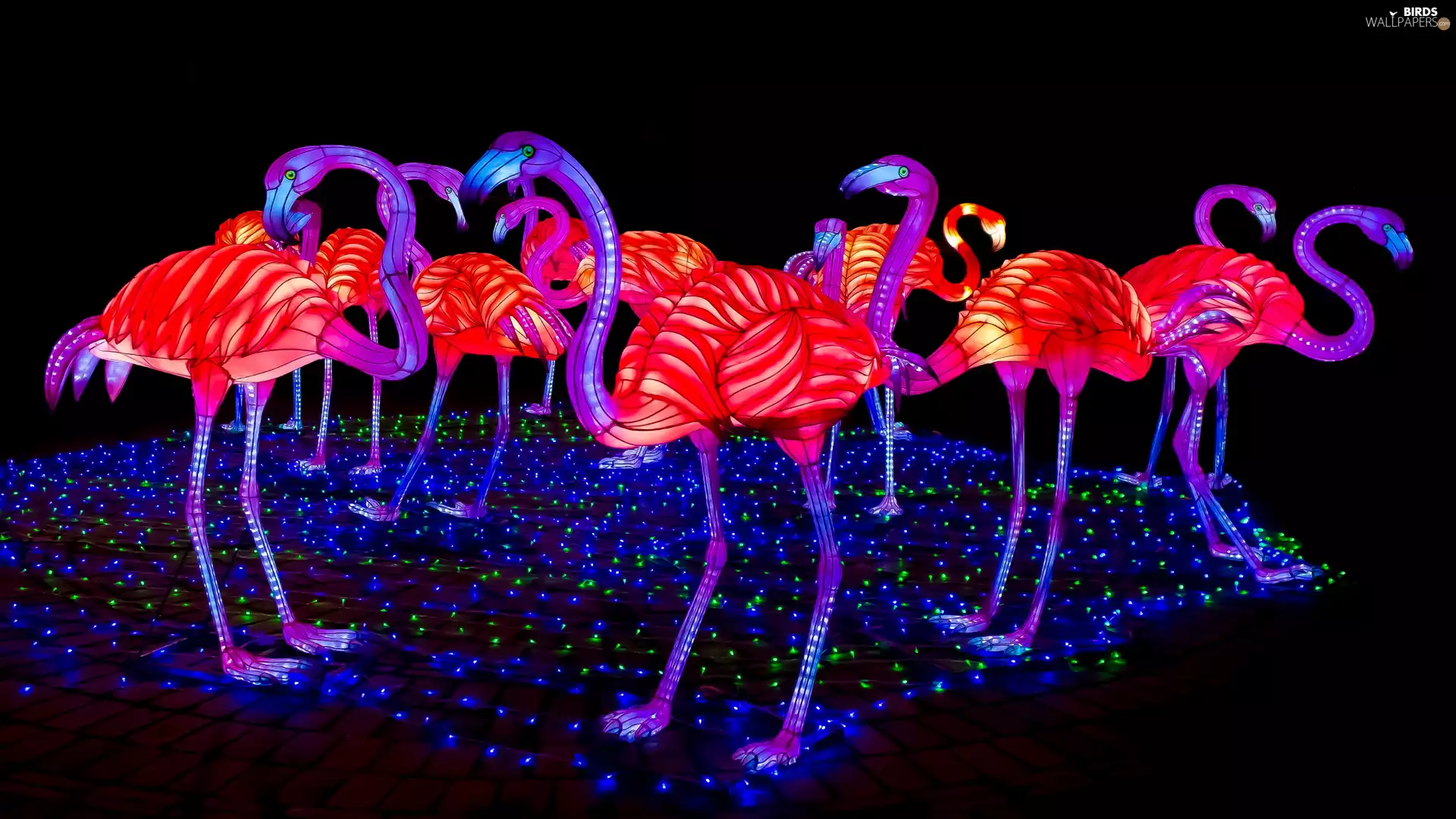 lighting, Illuminations, color, electric, Flamingos