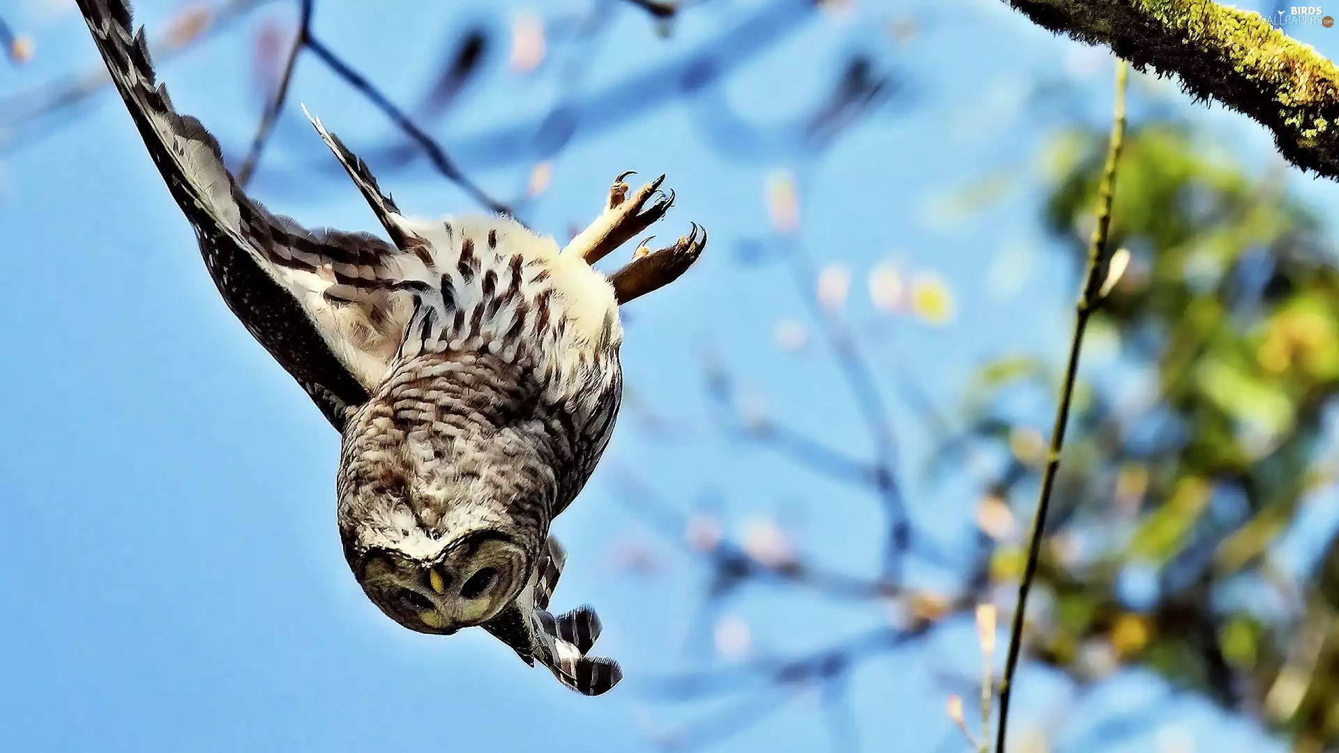 owl, trees, blur, in the air