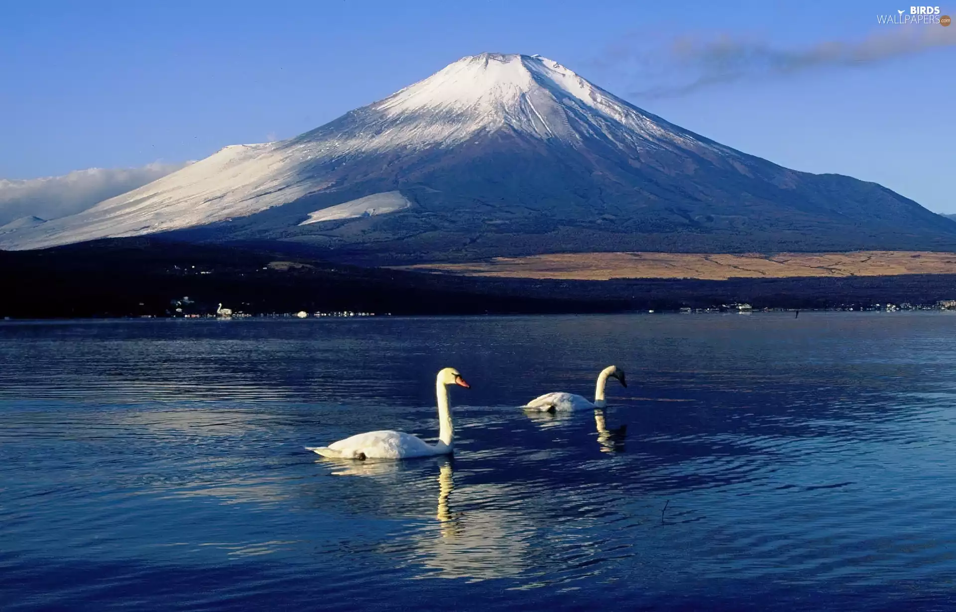 Fuji, Japan, Swan, mountains, lake