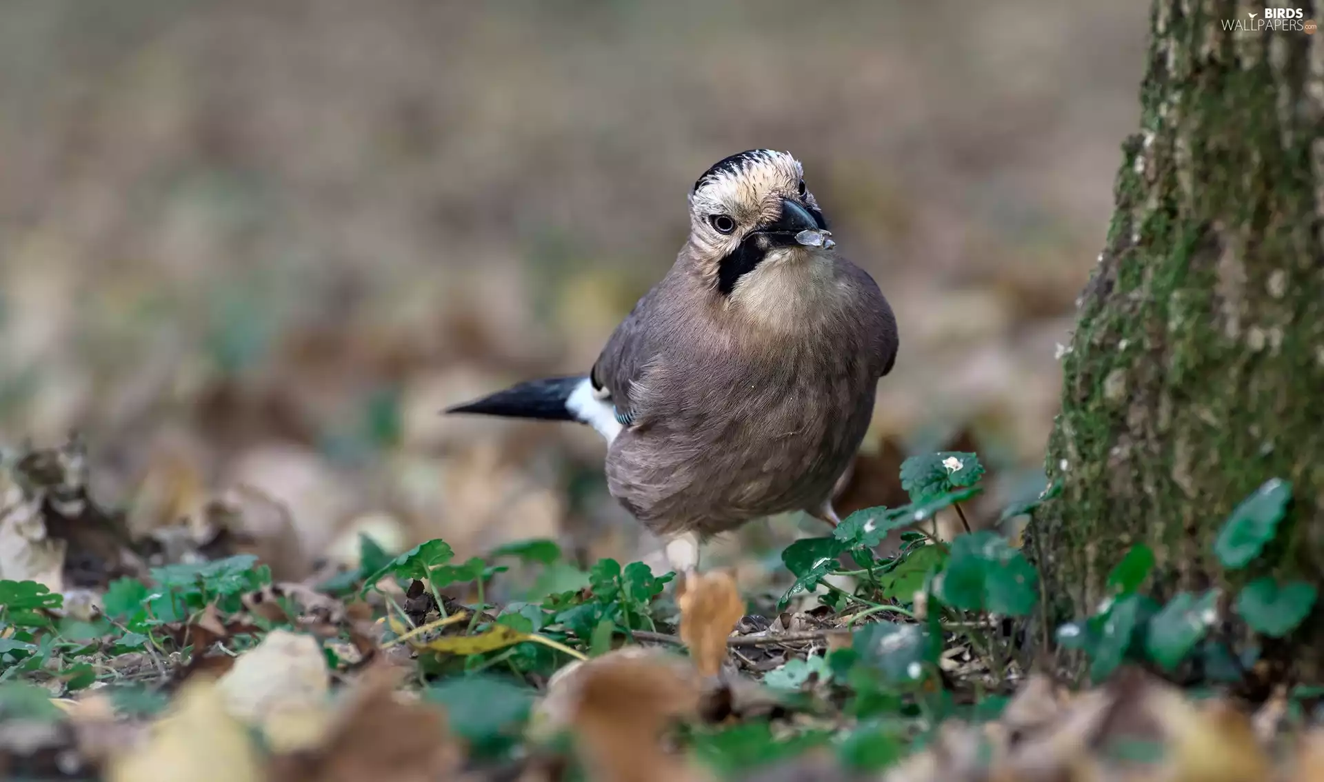 Bird, trees, Leaf, jay