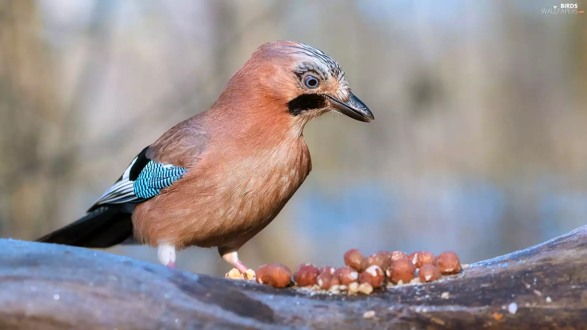 Bird, nuts, trees, jay
